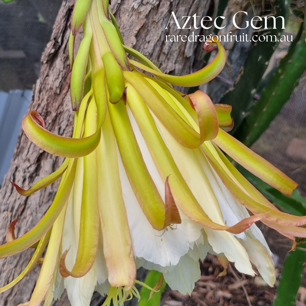 Aztec Gem - Hylocereus Polyrhizus X Australian Dragon Fruit Plant