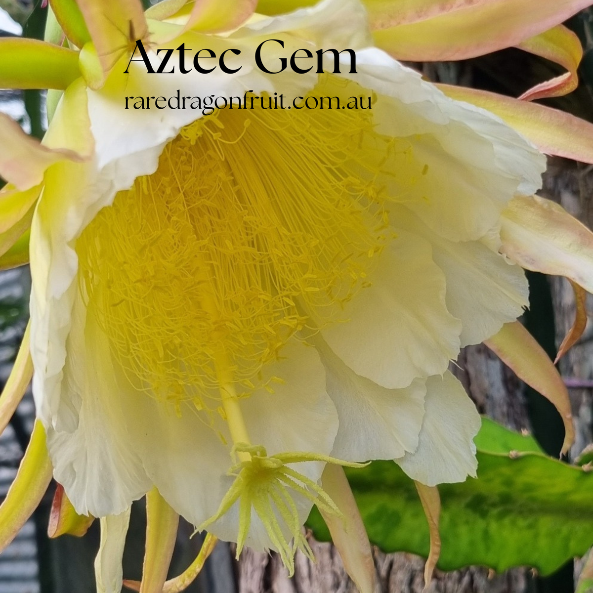 Aztec Gem - Hylocereus Polyrhizus X Australian Dragon Fruit Plant