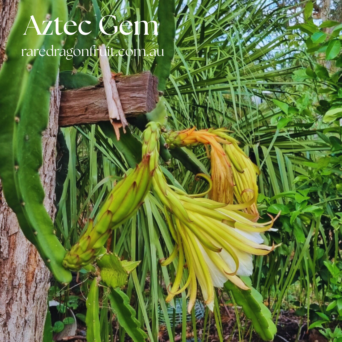 Aztec Gem - Hylocereus Polyrhizus X Australian Dragon Fruit Plant