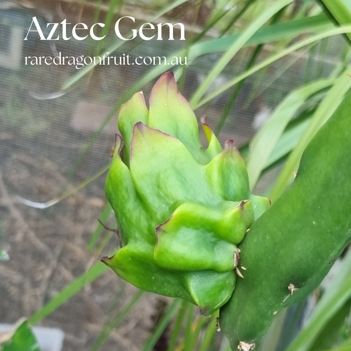 Aztec Gem - Hylocereus Polyrhizus X Australian Dragon Fruit Plant