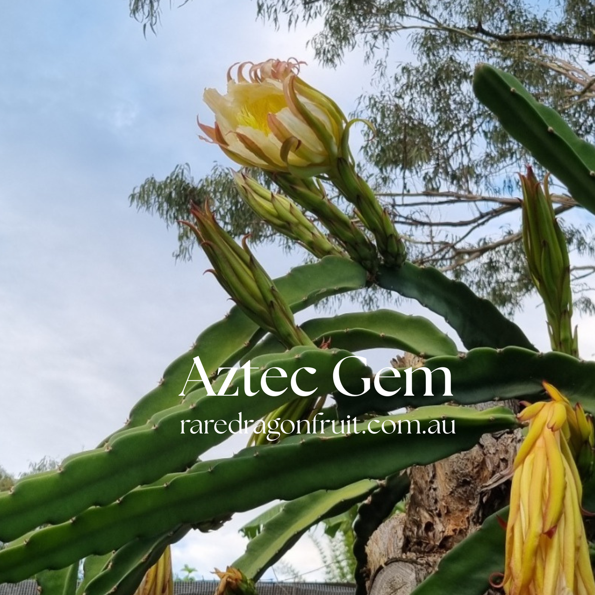 Aztec Gem - Hylocereus Polyrhizus X Australian Dragon Fruit Plant