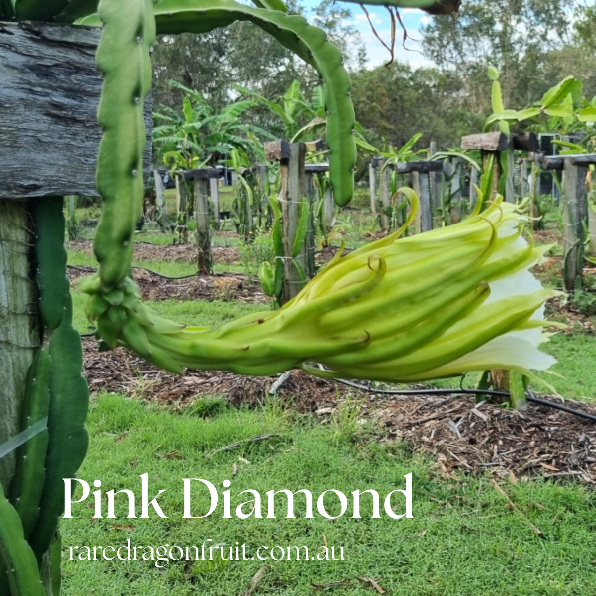 Pink Diamond- Hylocereus undatus X Australian Dragon Fruit
