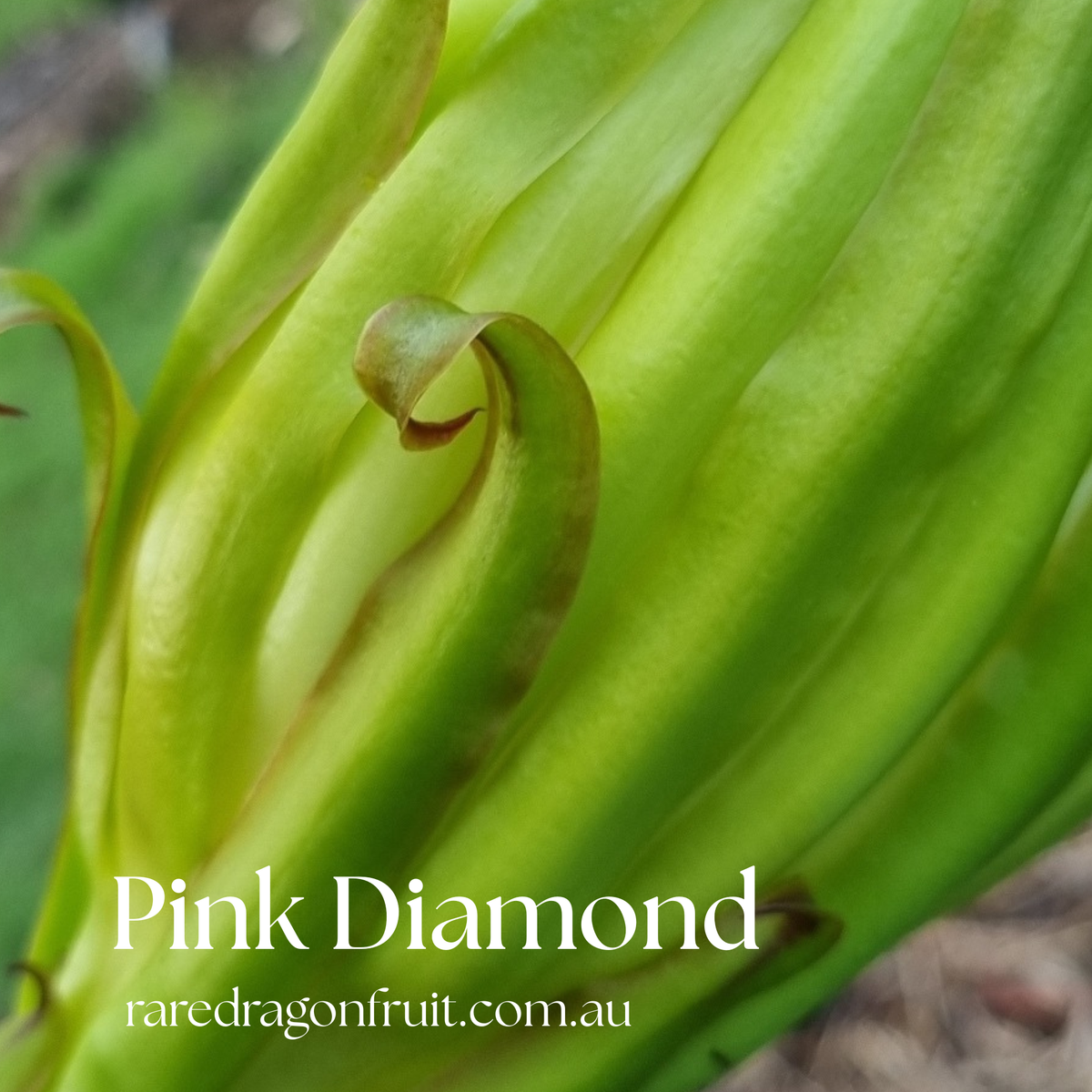 Pink Diamond- Hylocereus undatus X Australian Dragon Fruit