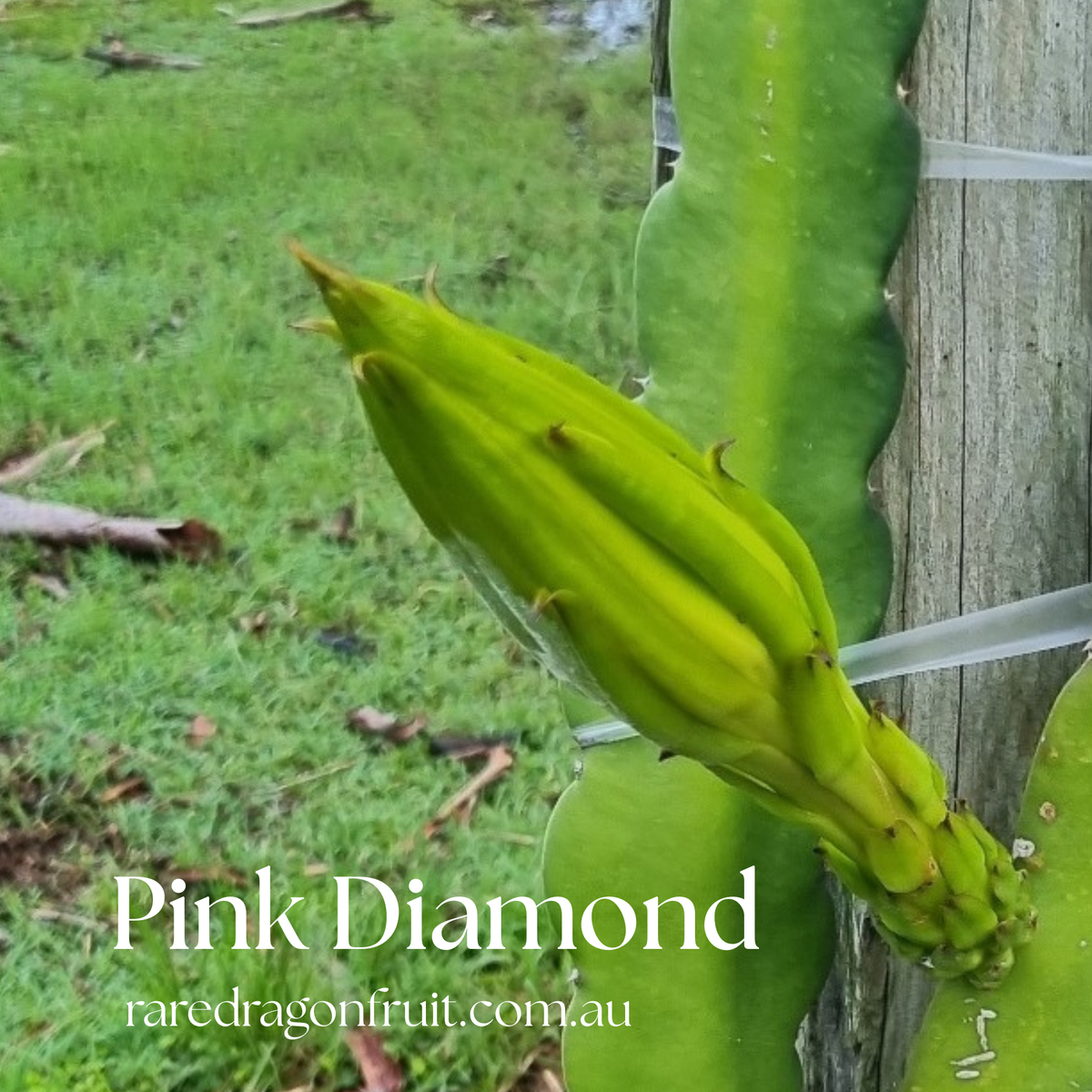 Pink Diamond- Hylocereus undatus X Australian Dragon Fruit