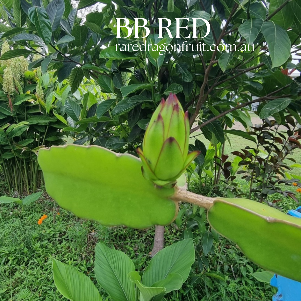 B B RED Dragon fruit