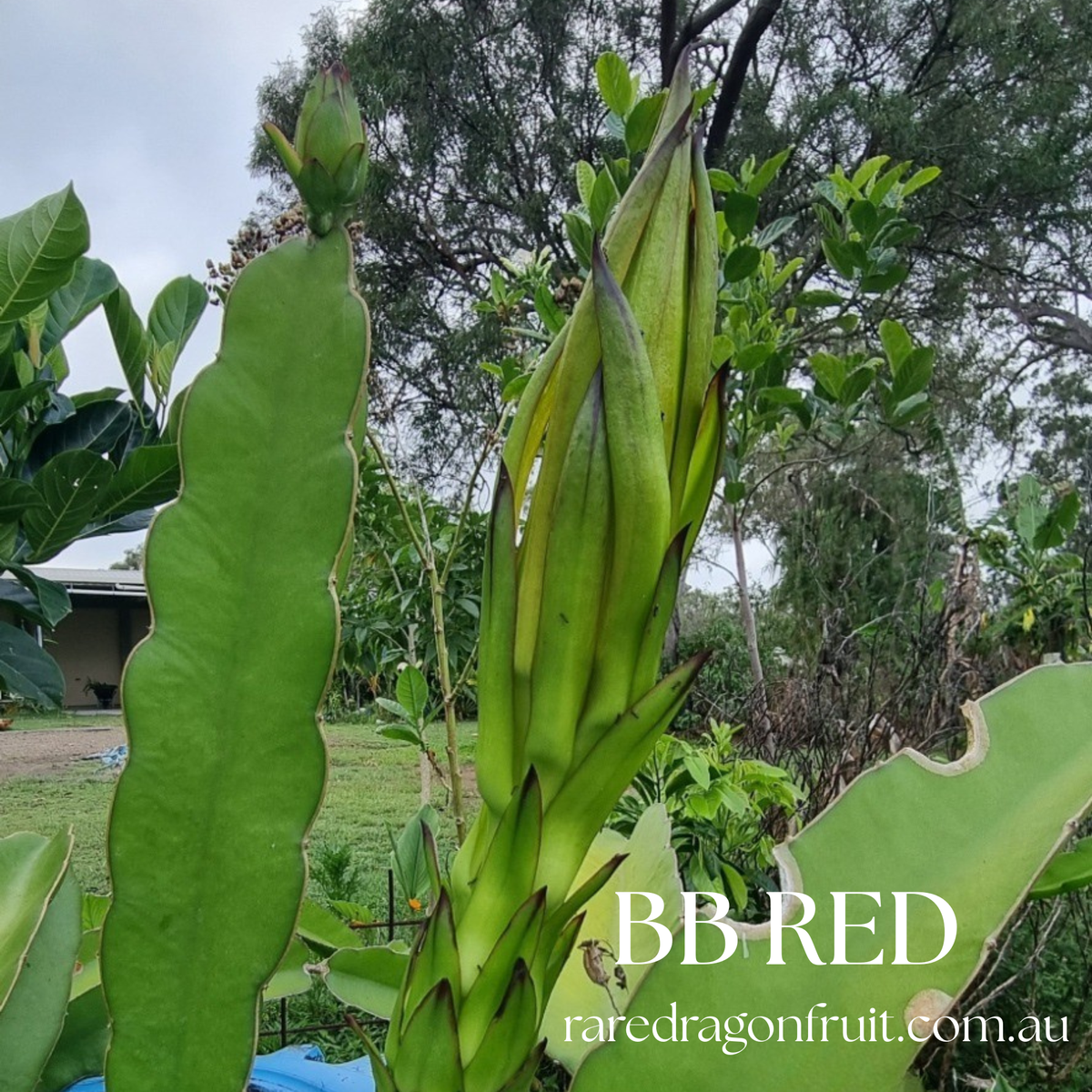 B B RED Dragon fruit
