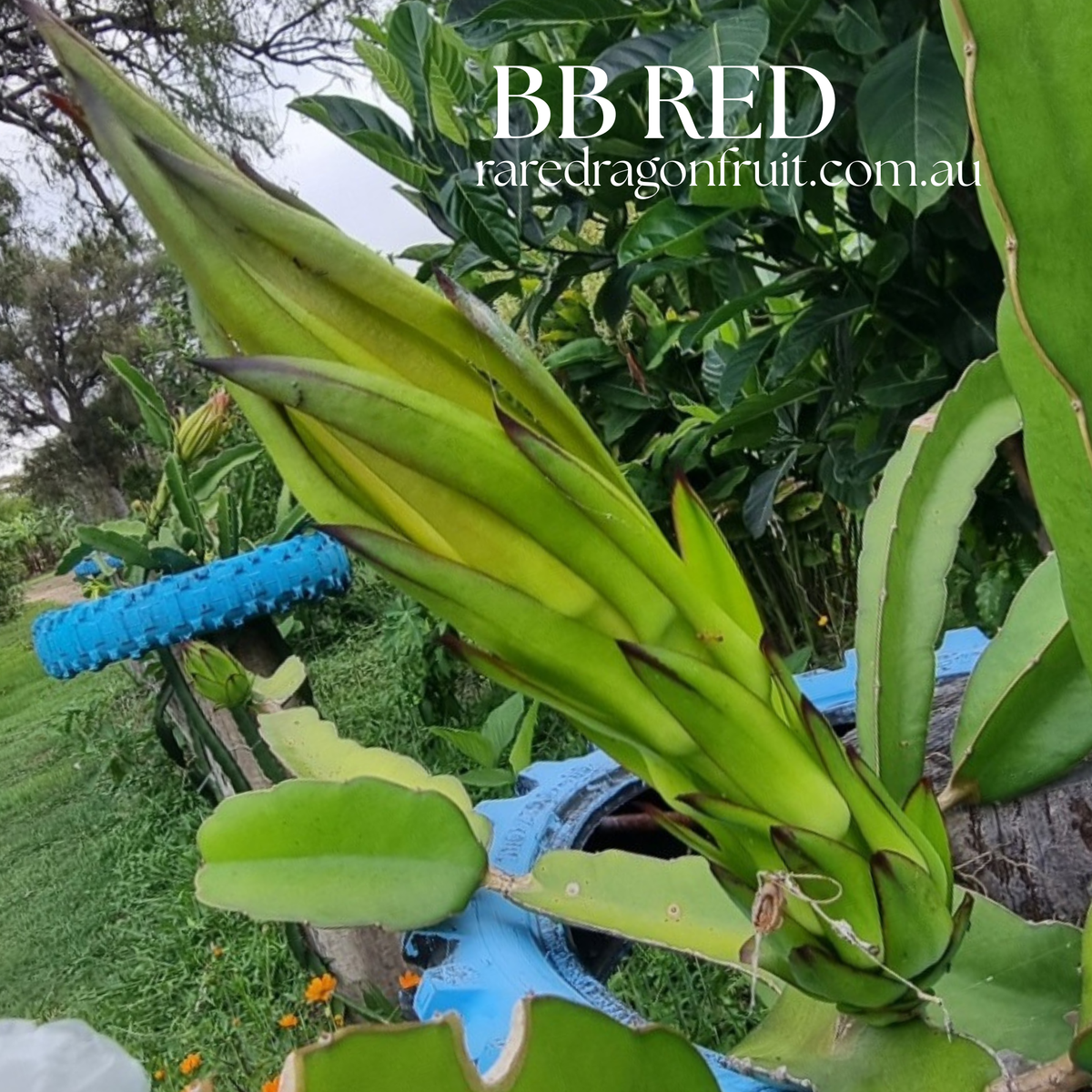 B B RED Dragon fruit