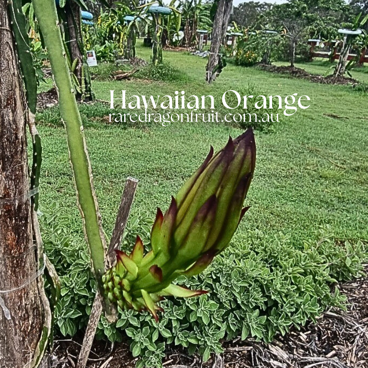 Hawaiian Orange Dragon Fruit