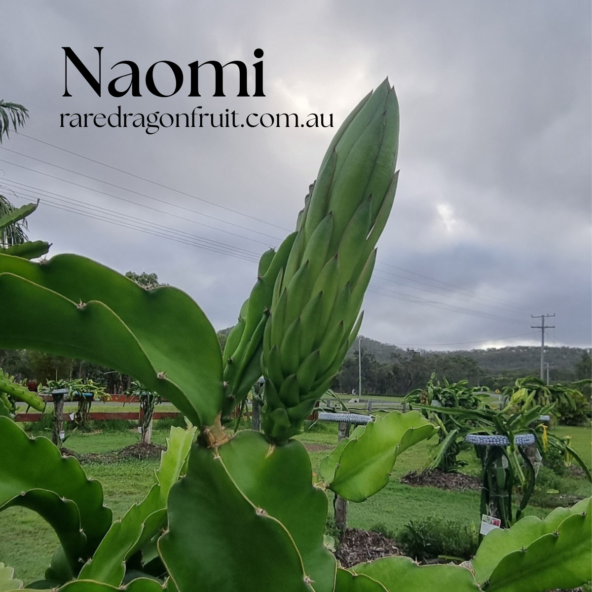 Naomi Dragon Fruit Plant