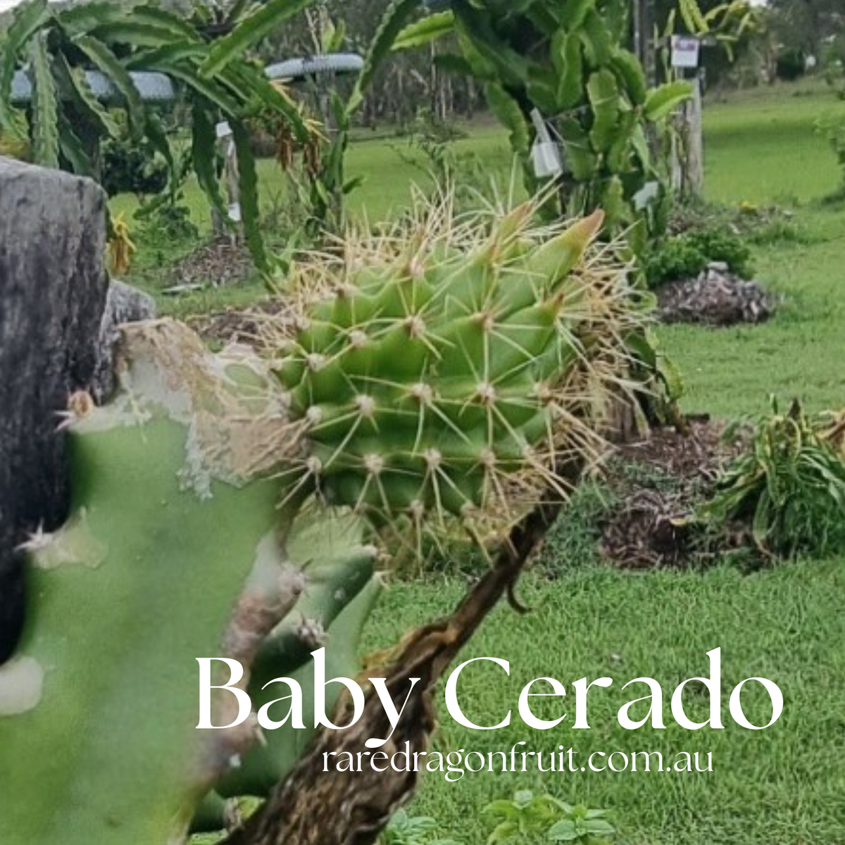 Baby Cerrado  - Selenicereus setaceus Dragon fruit