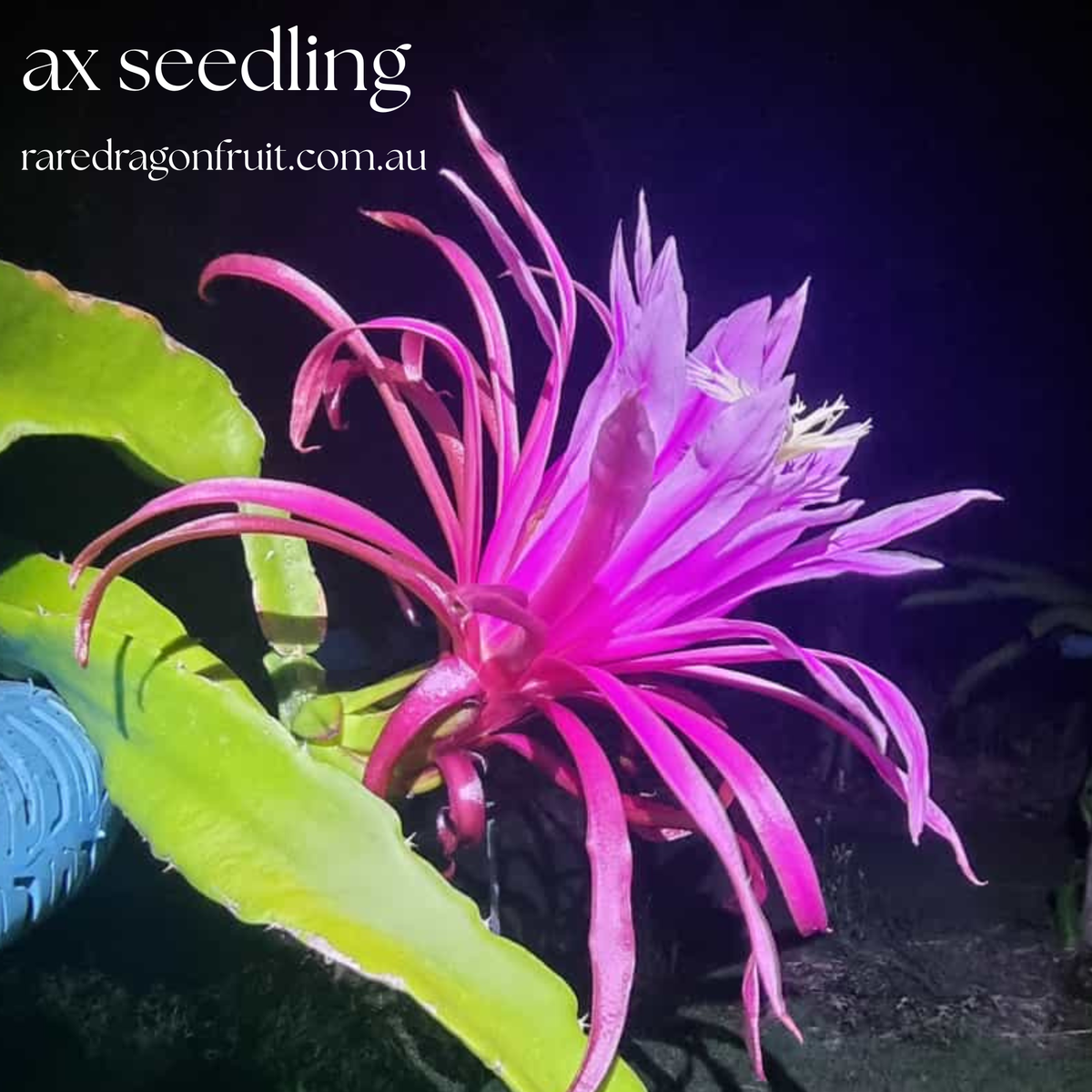 AX Seedling Dragon Fruit Plant