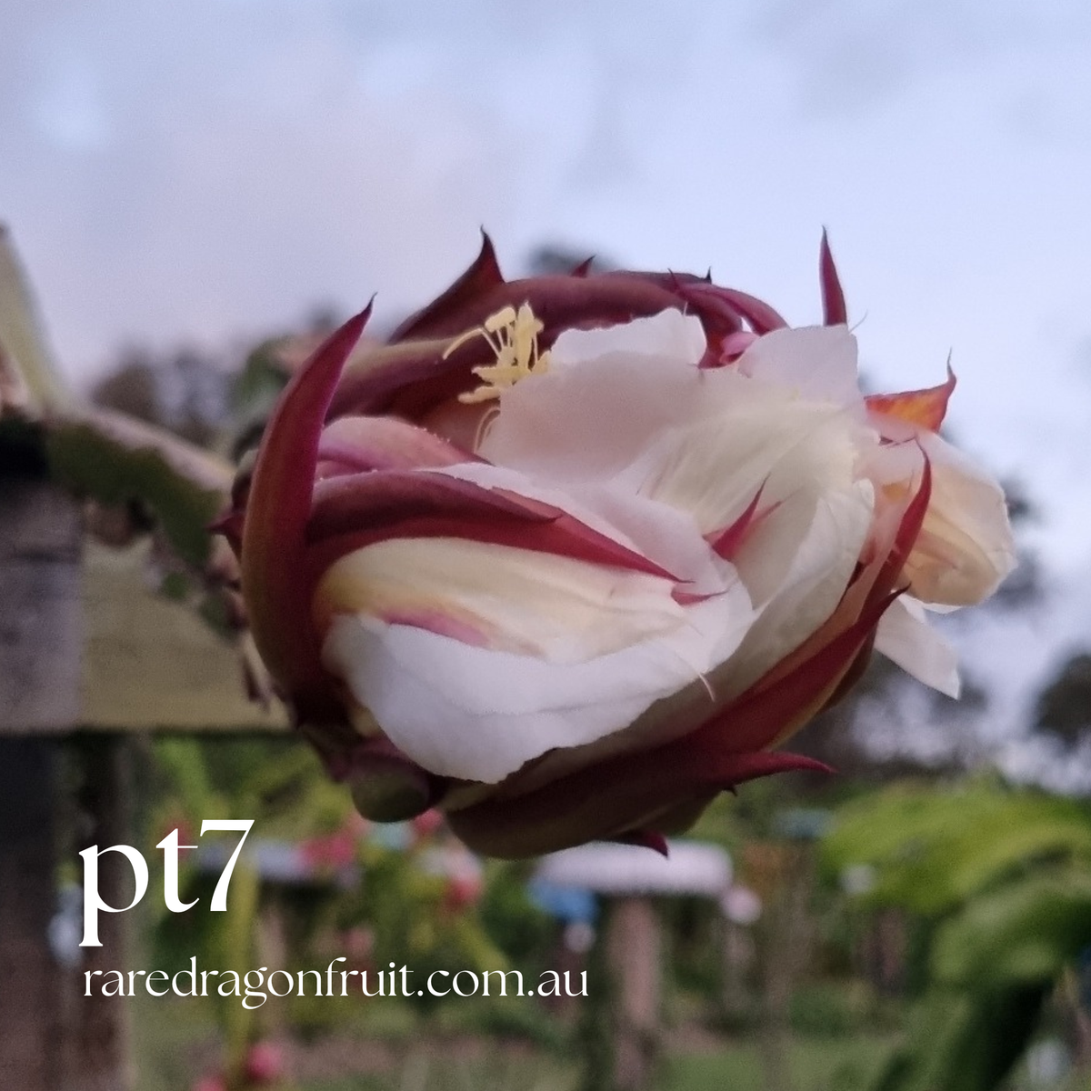 PT 7 Dragon Fruit (Paul Thomsons No.7)