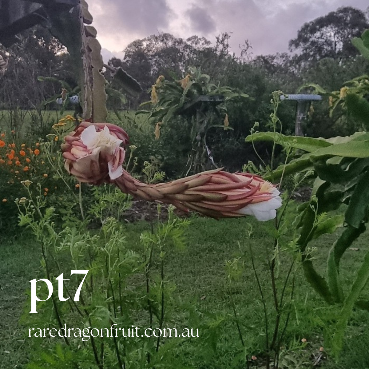 PT 7 Dragon Fruit (Paul Thomsons No.7)