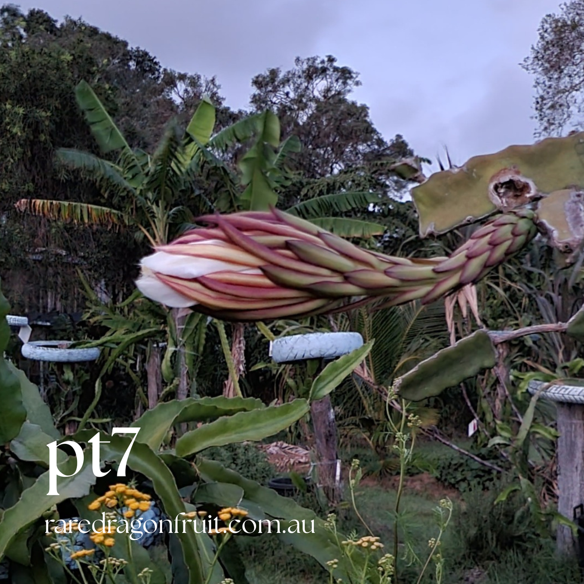 PT 7 Dragon Fruit (Paul Thomsons No.7)