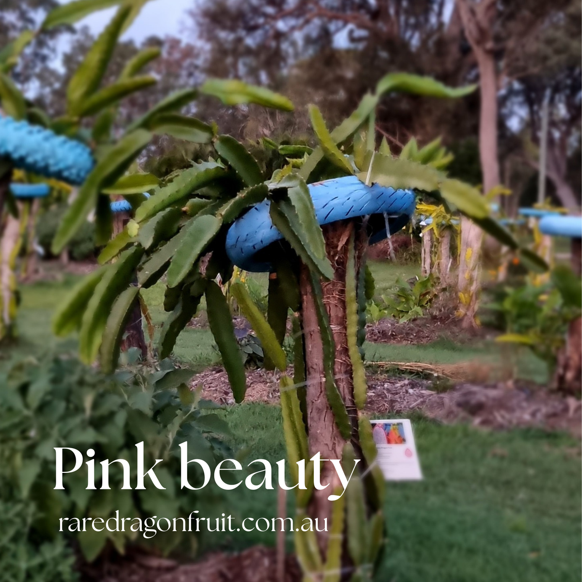 Pink Beauty Dragon Fruit