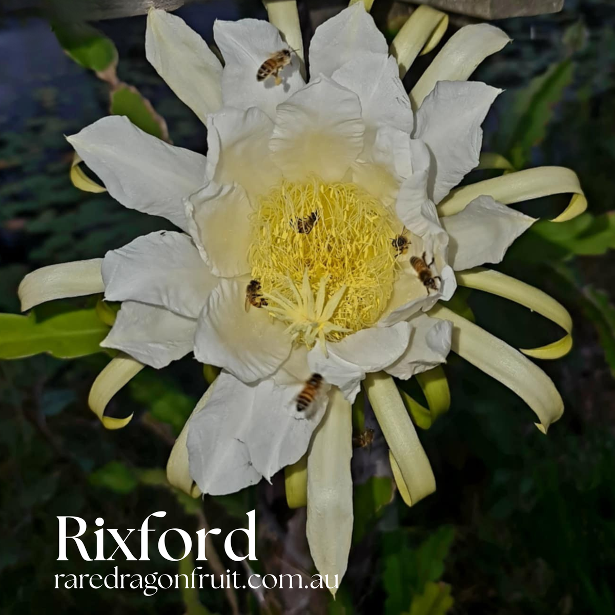 Rixford Dragon Fruit - Hylocereus guatemalensis hybrid USA Dragon Fruit Variety