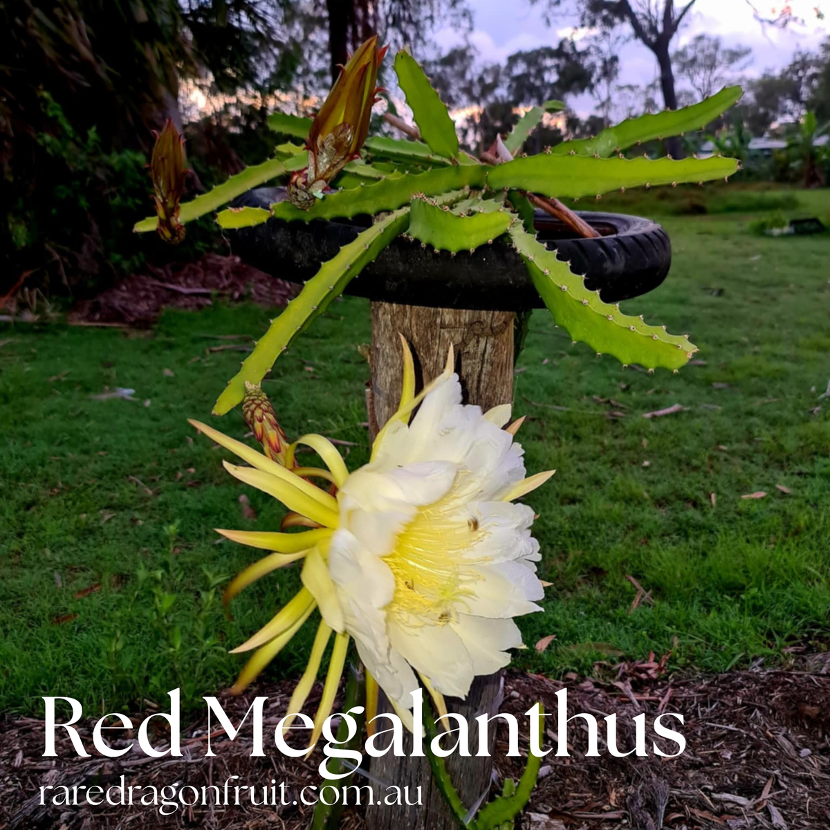 Red Megalanthus Dragon Fruit