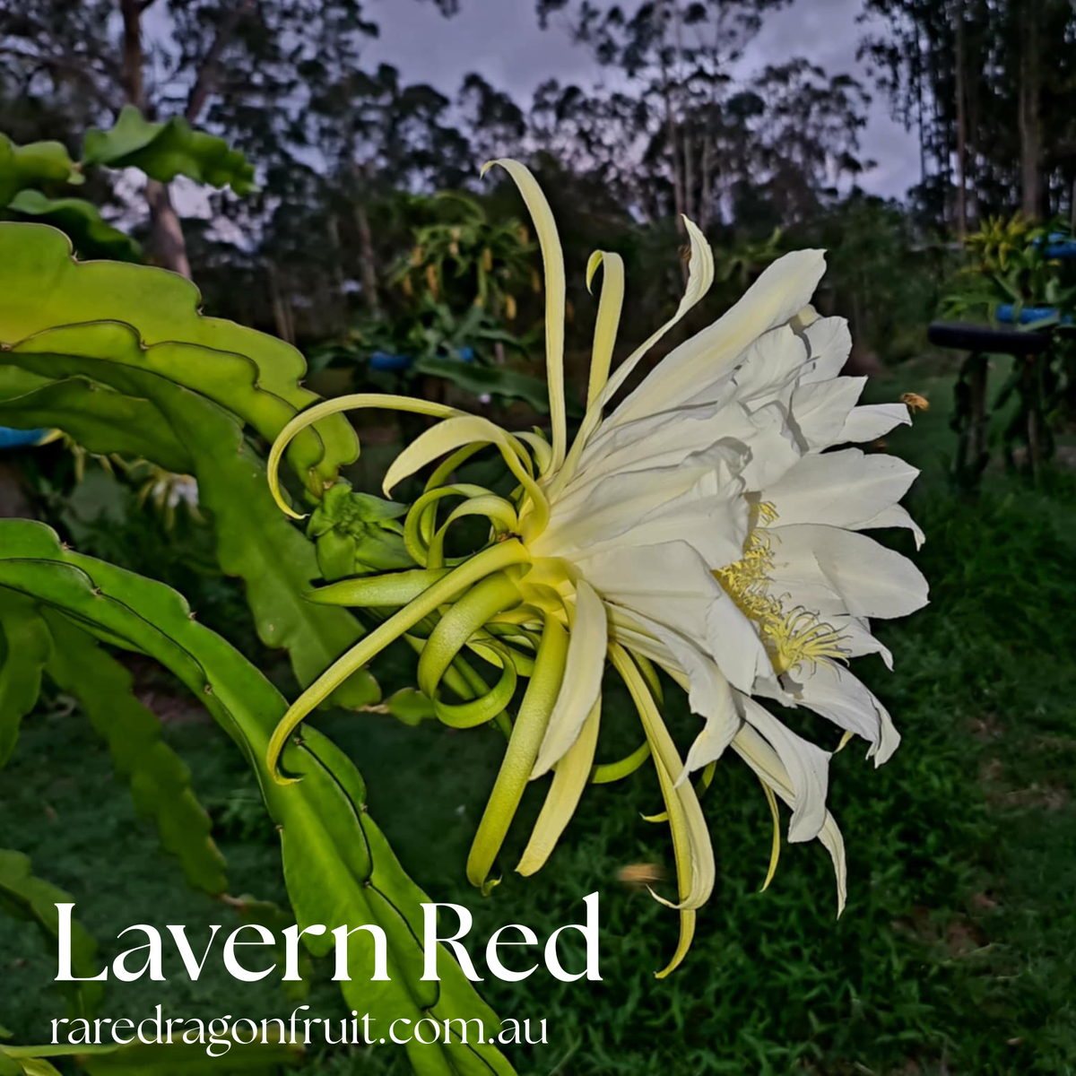Lavern Red Dragon Fruit