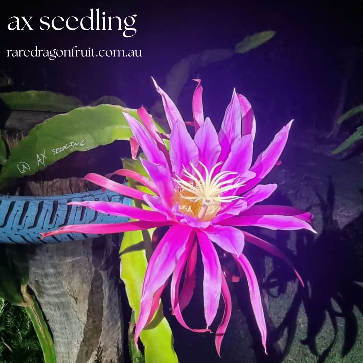 AX Seedling Dragon Fruit Plant