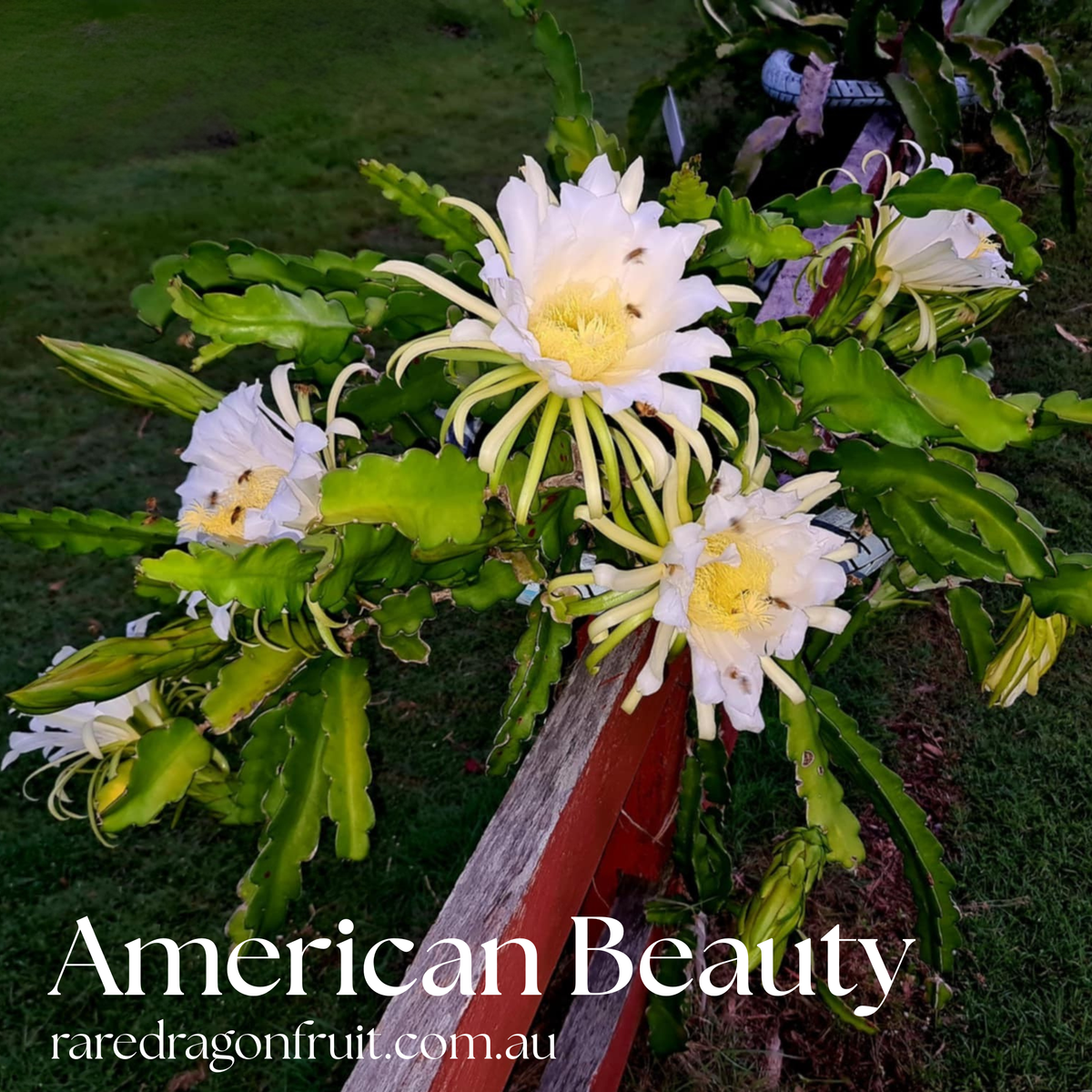 American Beauty  Dragon Fruit Plant