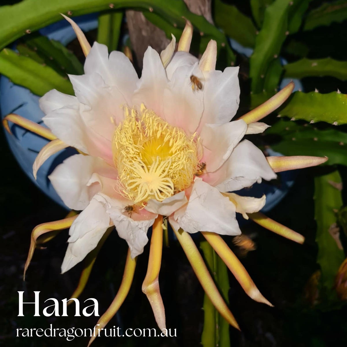 Hana  Dragon Fruit Plant