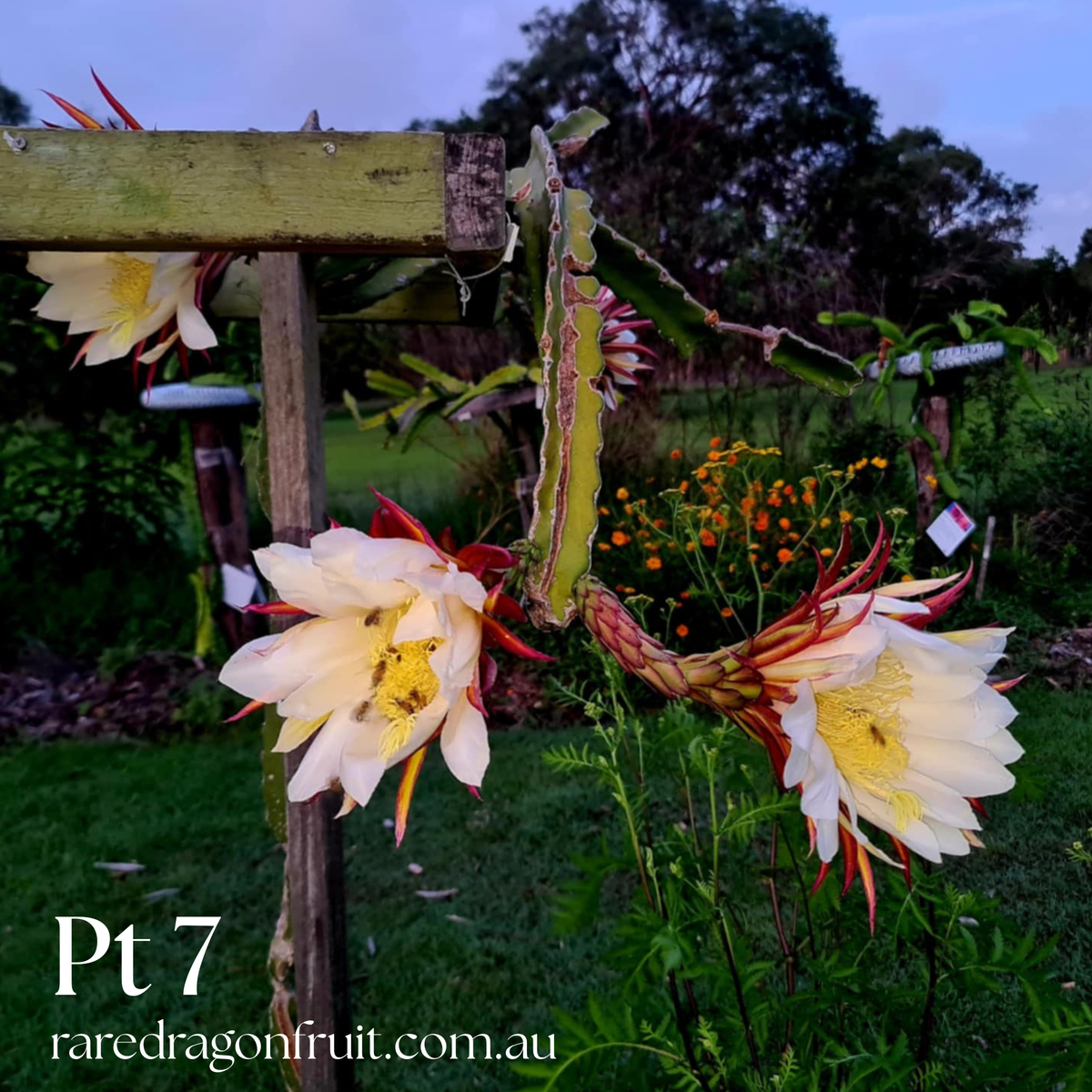 PT 7 Dragon Fruit (Paul Thomsons No.7)