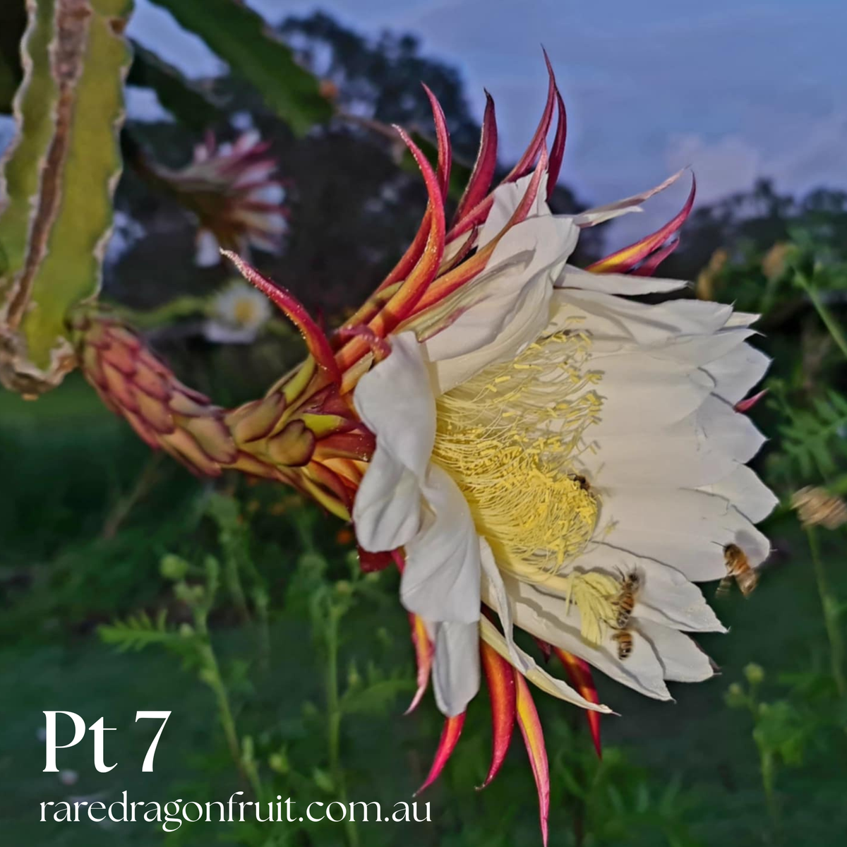 PT 7 Dragon Fruit (Paul Thomsons No.7)