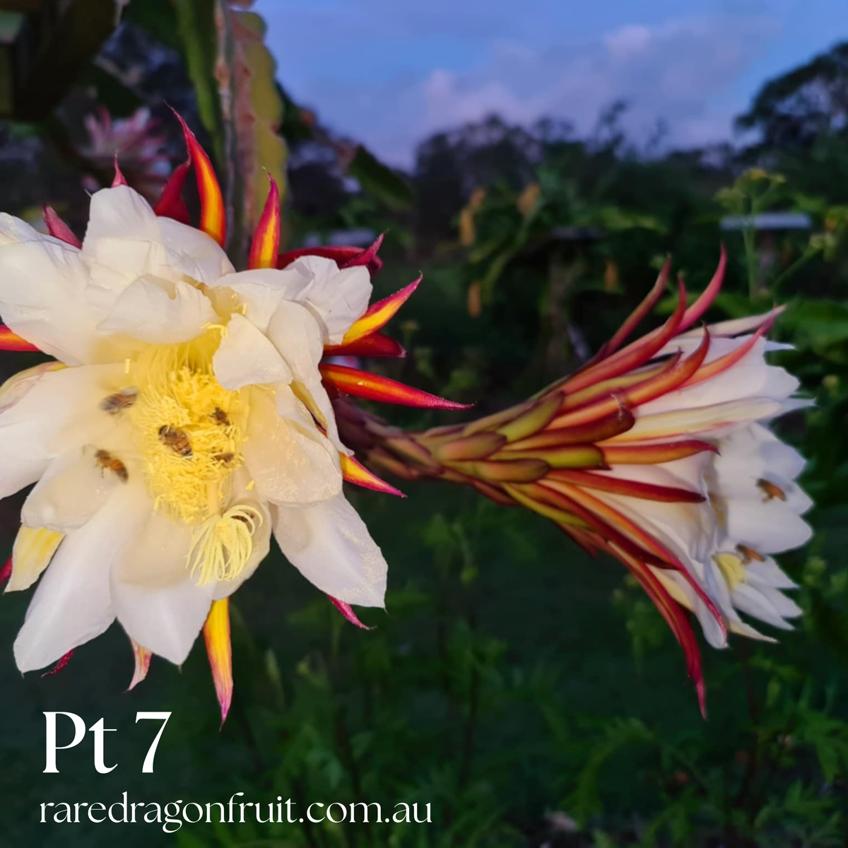 PT 7 Dragon Fruit (Paul Thomsons No.7)