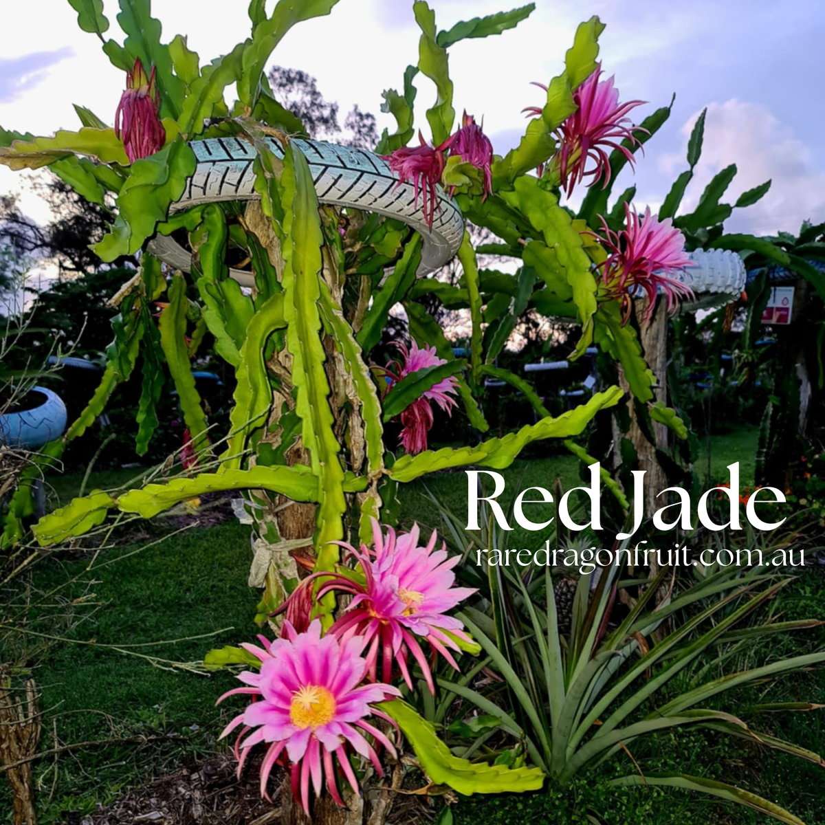 Red jade (purple bloom)- Hylocereus guatemalensis X Australia