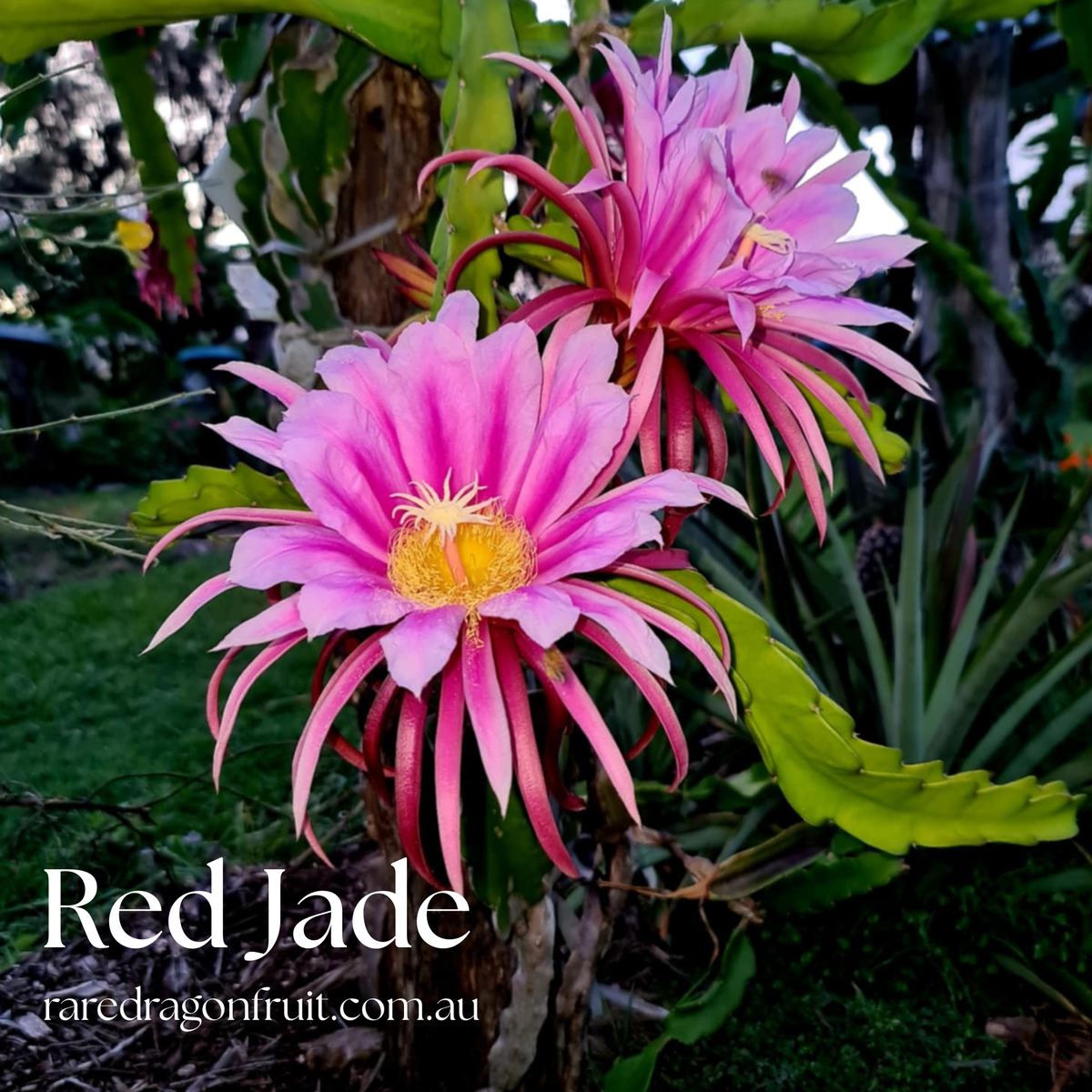 Red jade (purple bloom)- Hylocereus guatemalensis X Australia