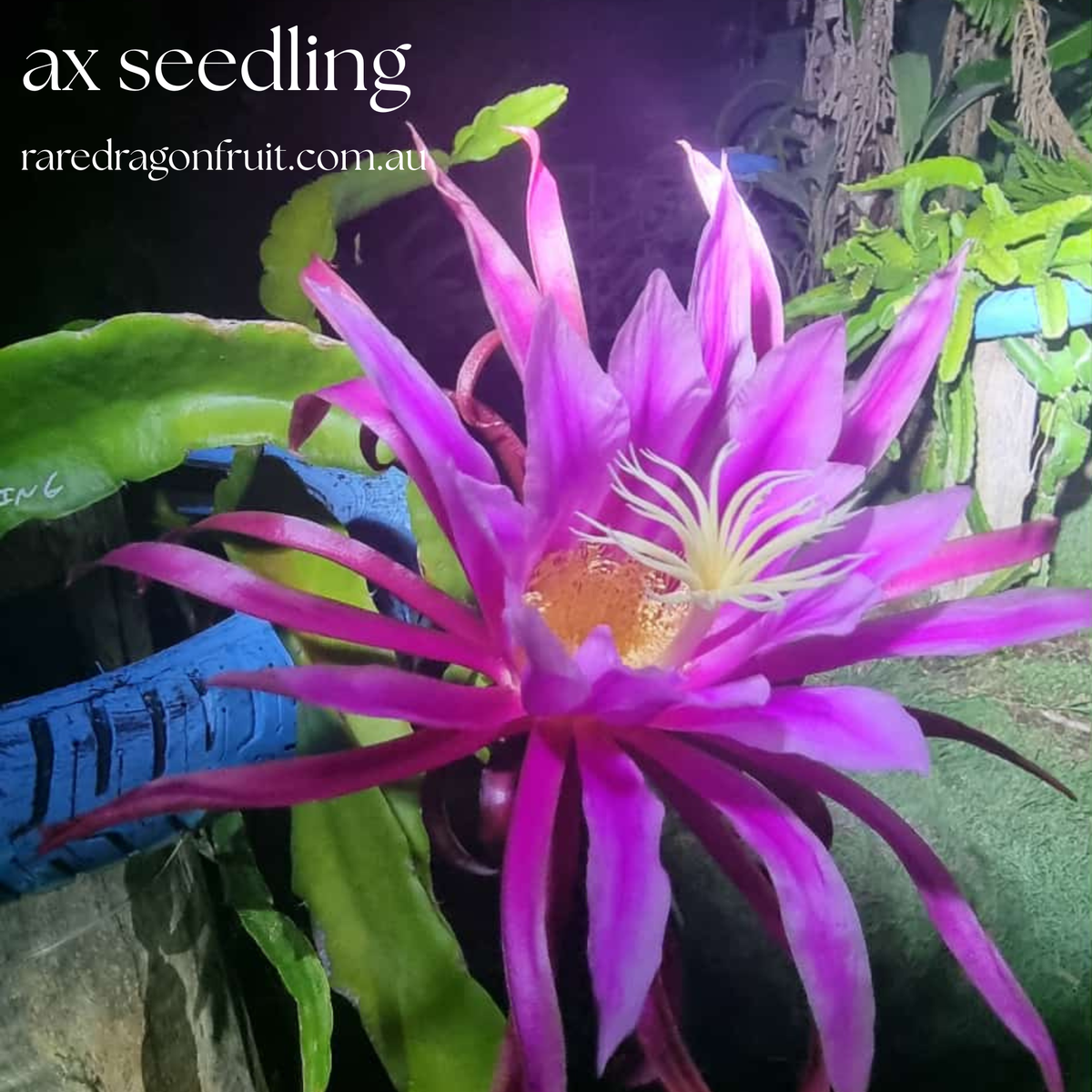 AX Seedling Dragon Fruit Plant