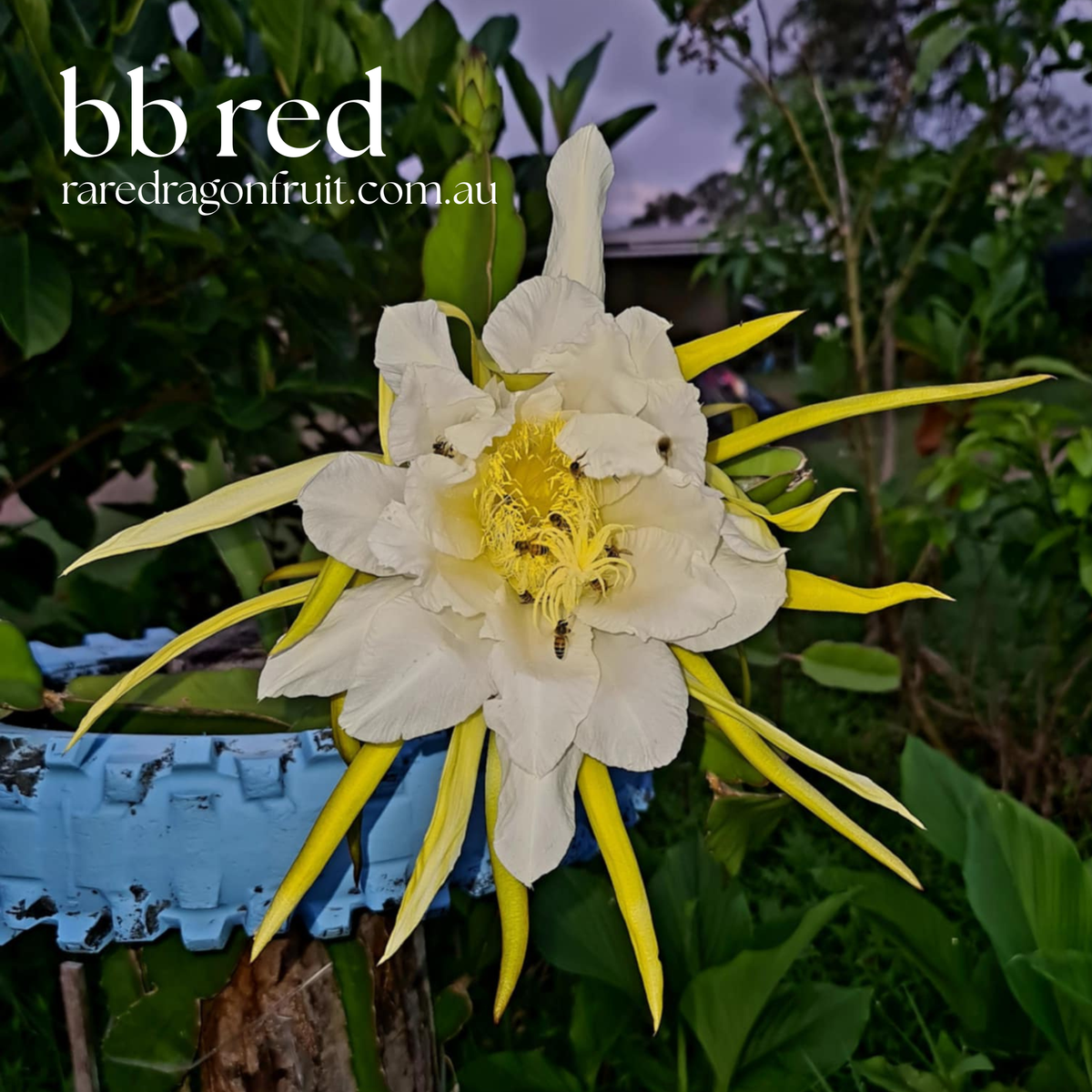 B B RED Dragon fruit