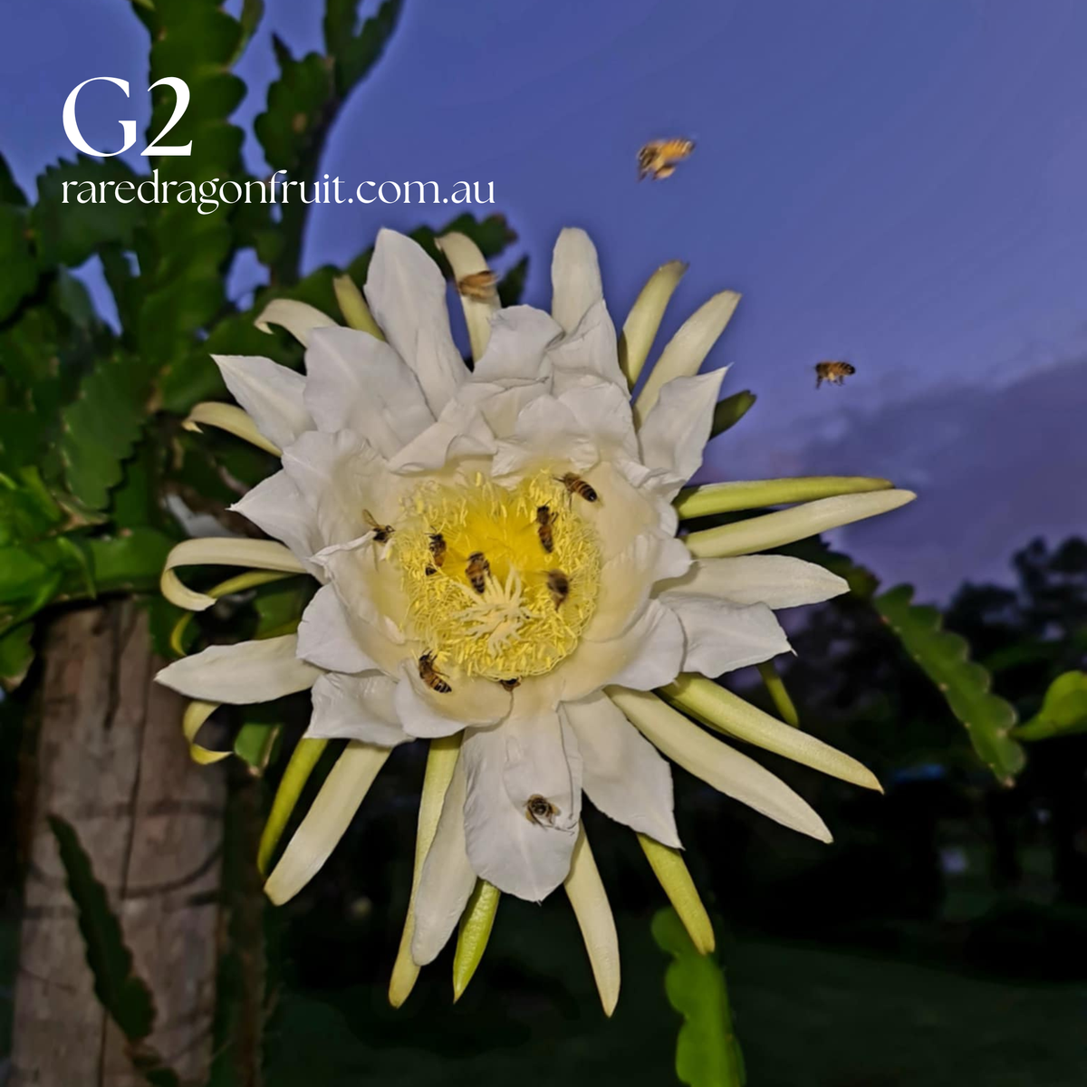 Paul Thomson G2- Hylocereus guatemalensis Californian Dragon fruit