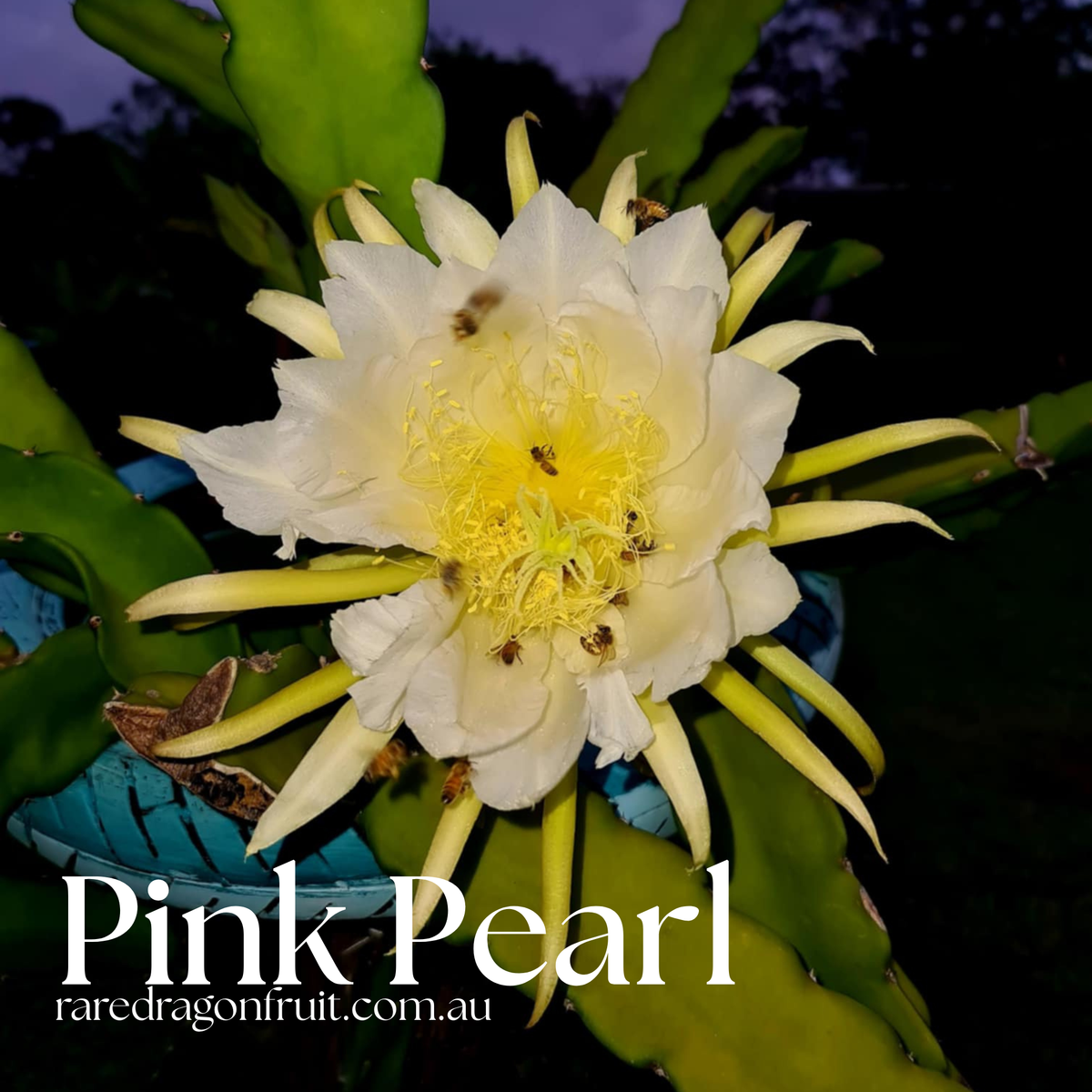 PINK PEARL Dragon Fruit Variety (K) 6.15