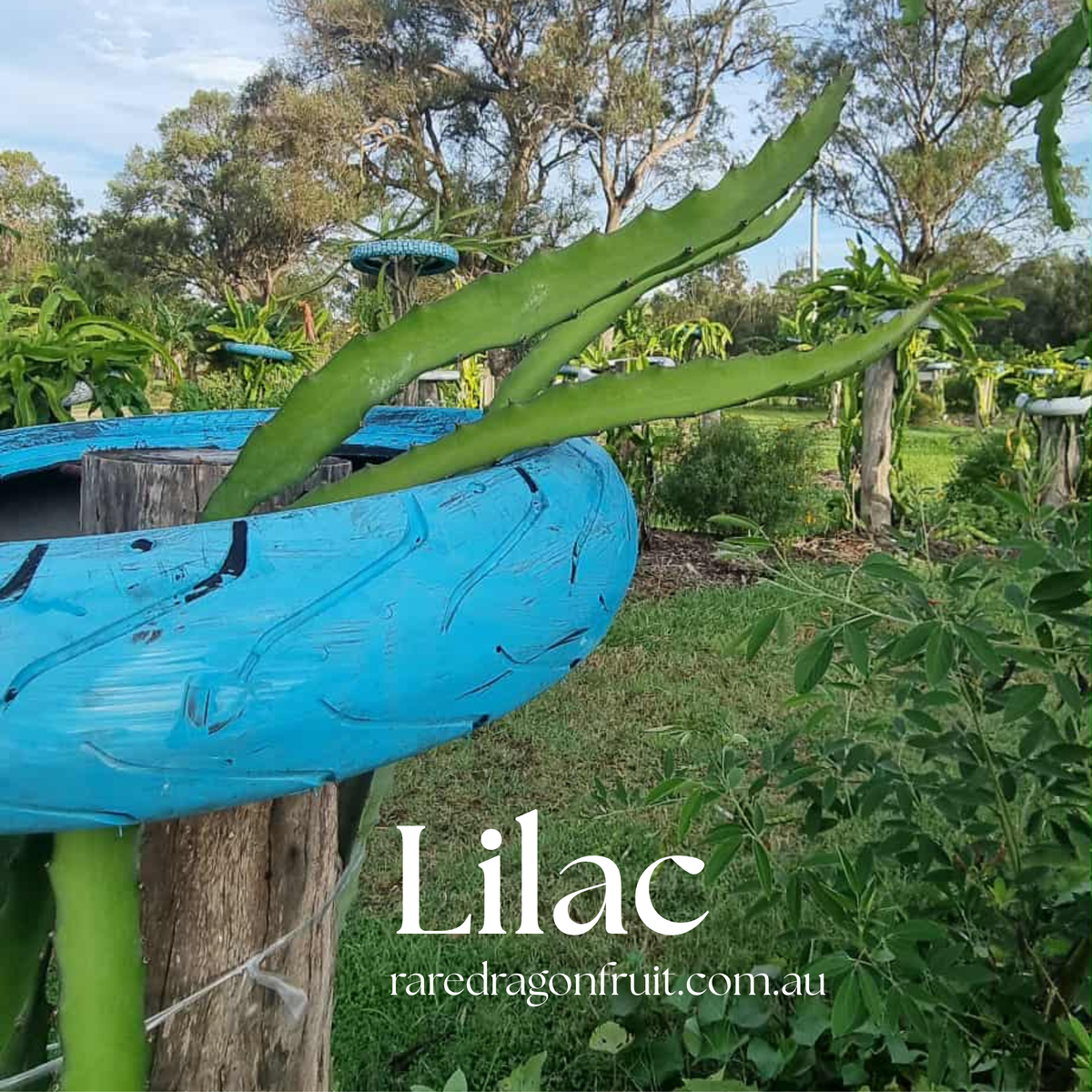 Lilac Dragon Fruit