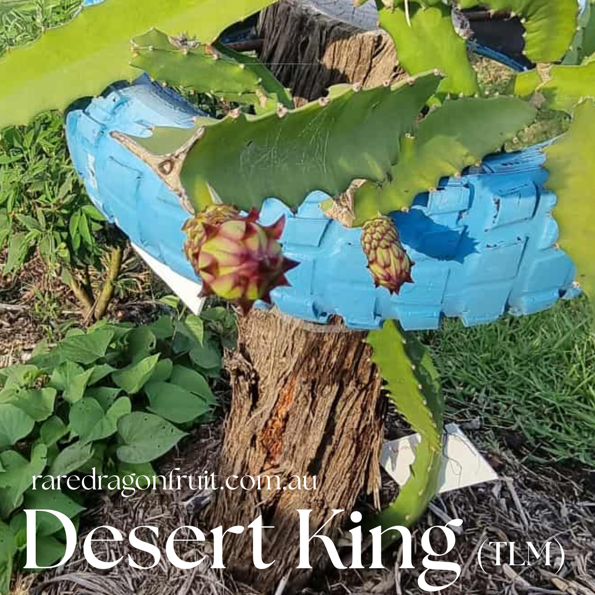 Desert King Dragon Fruit TLM