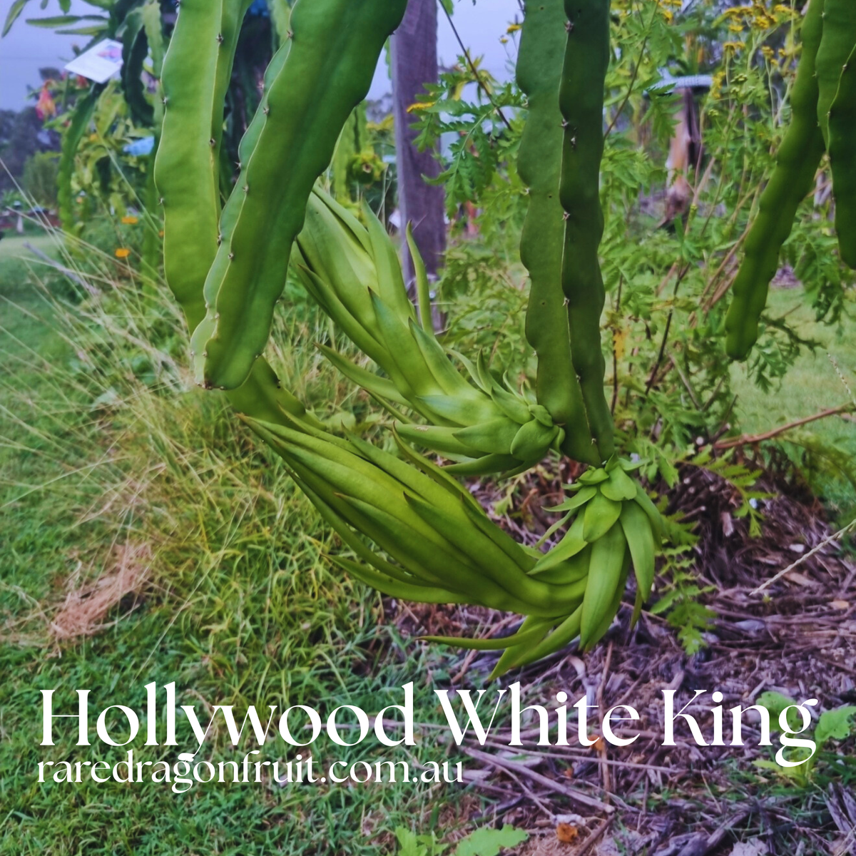 Hollywood White King (Depot)-Hylocereus undatus Dragon Fruit
