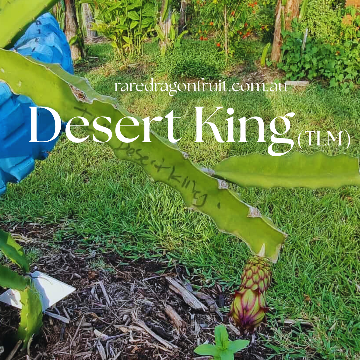Desert King Dragon Fruit TLM
