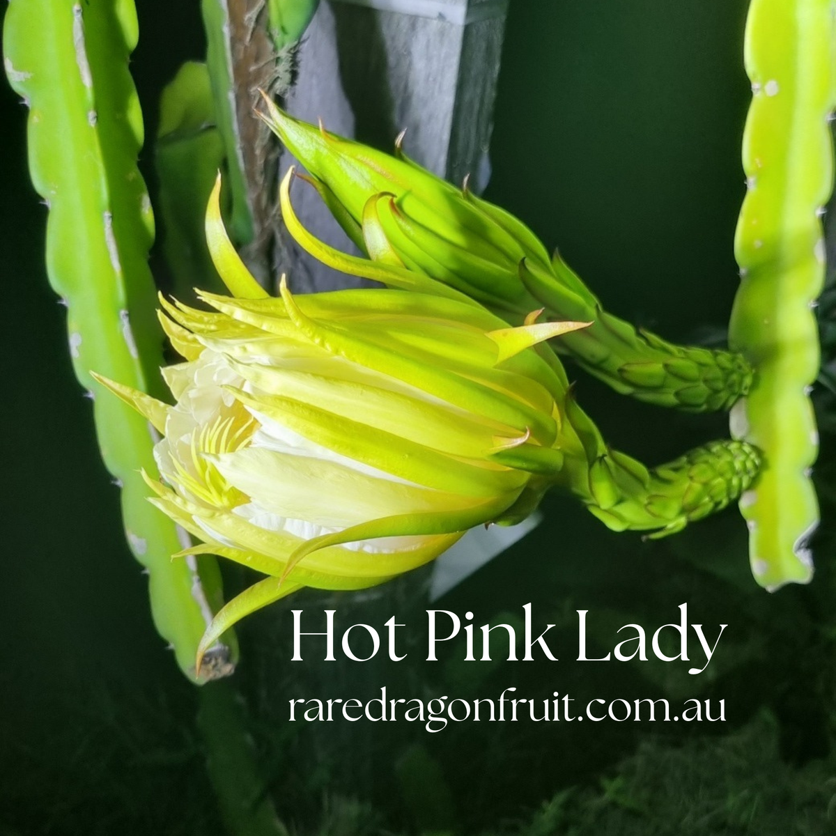 Hot Pink Lady Dragon Fruit