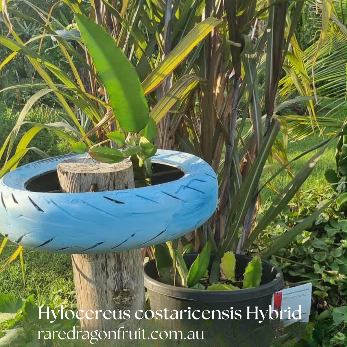 Hylocereus costaricensis Hybrid Dragon Fruit