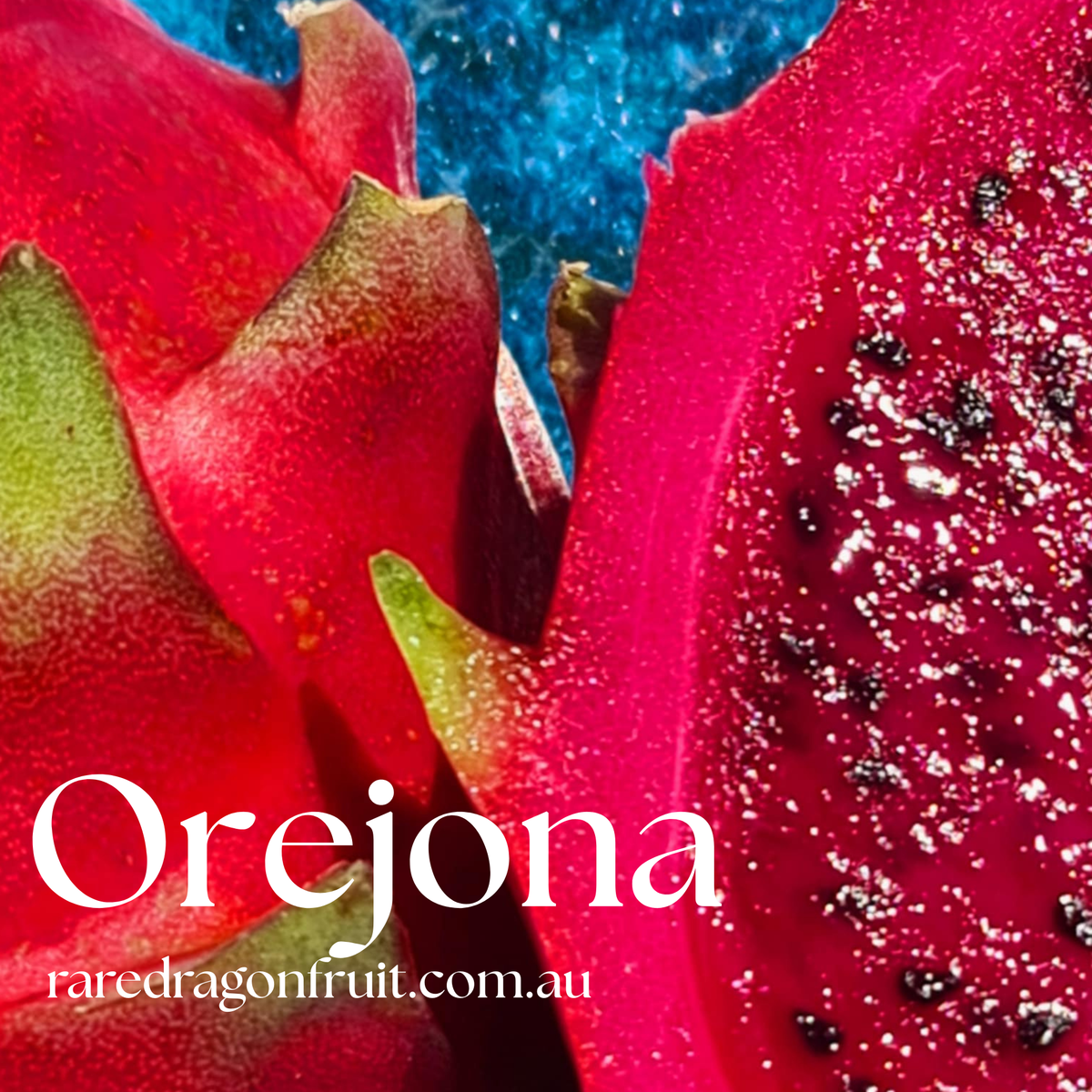 Orejona Dragon Fruit Plant - Hylocereus polyrhizus