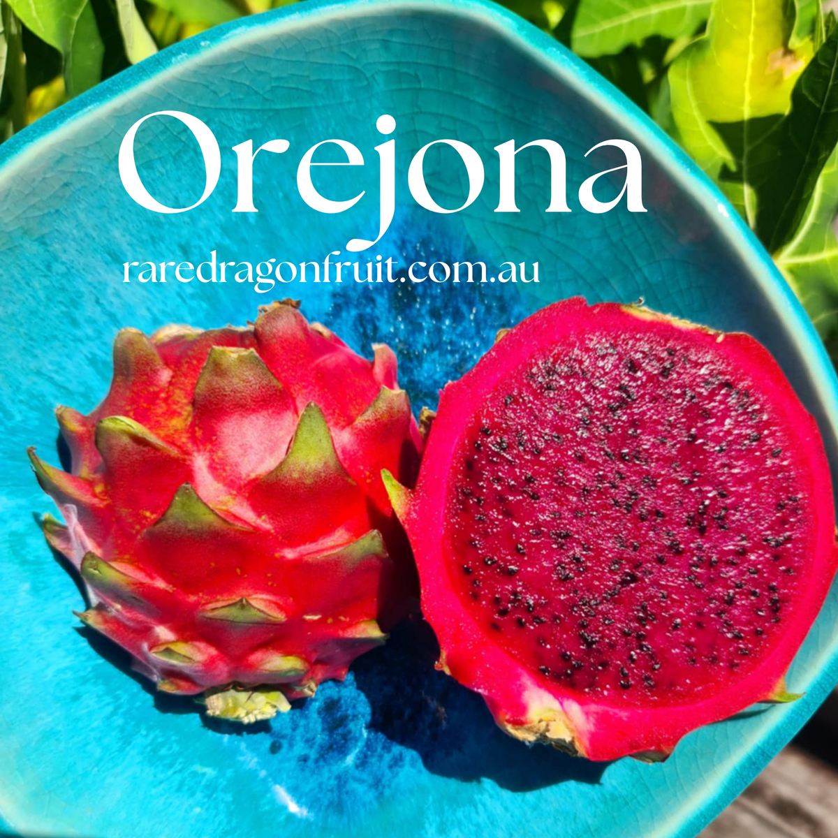 Orejona Dragon Fruit Plant - Hylocereus polyrhizus