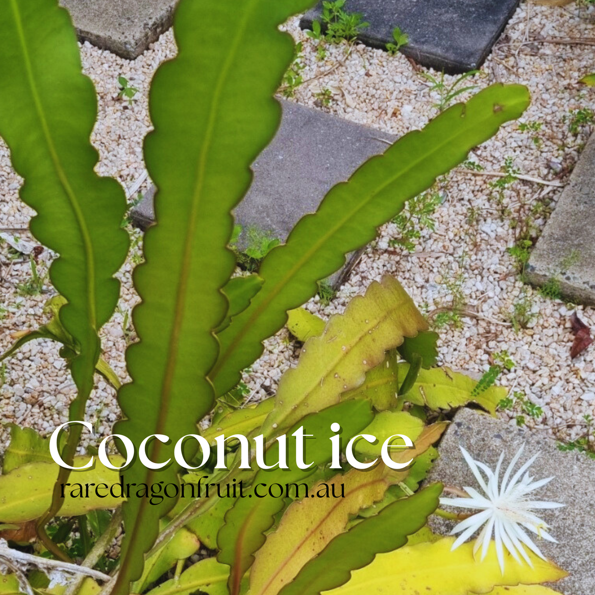 Coconut Ice Epiphyllum