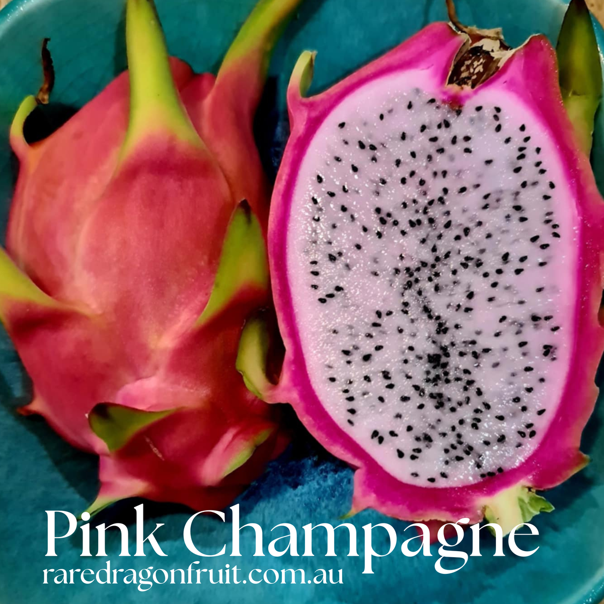 Pink Champagne Dragon Fruit