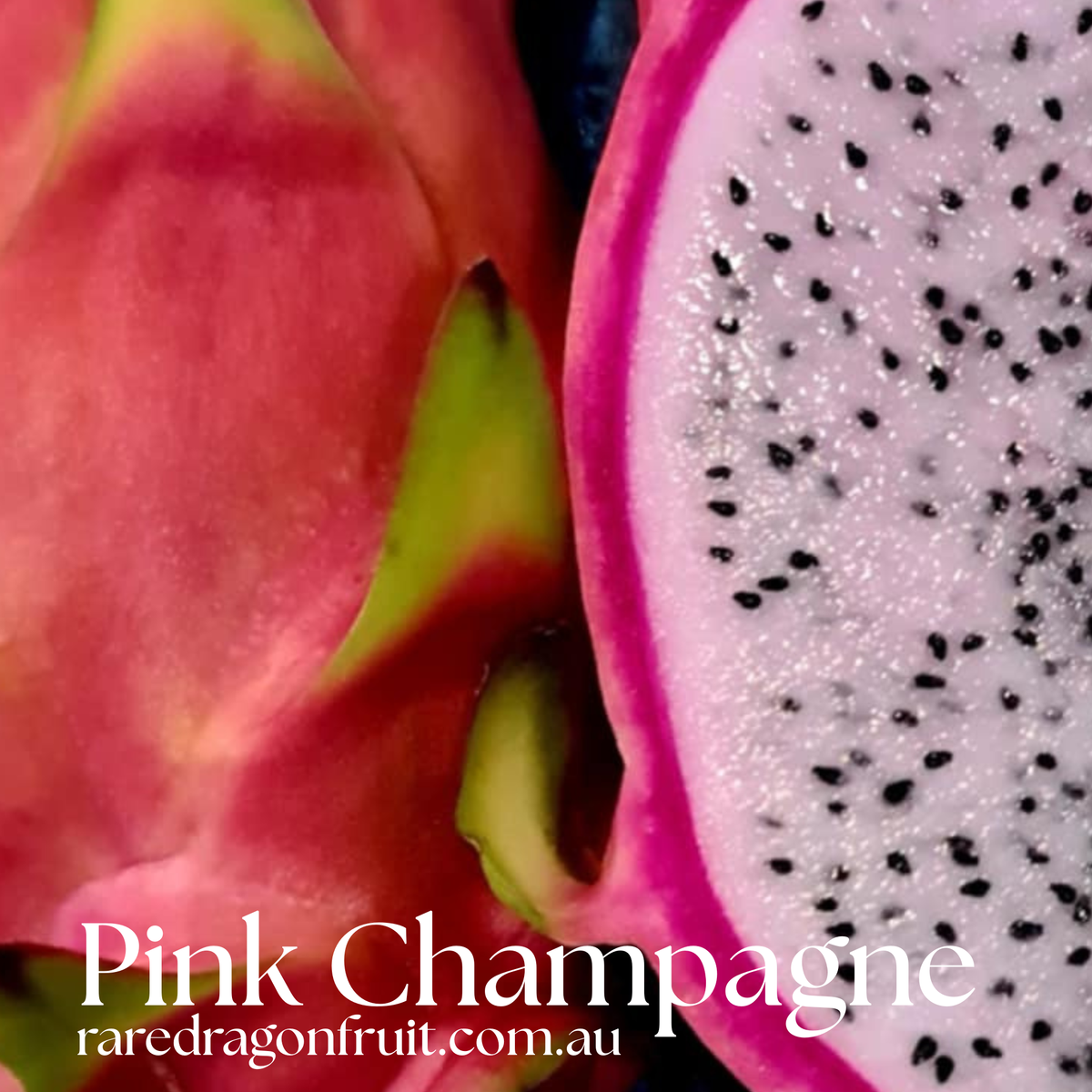 Pink Champagne Dragon Fruit