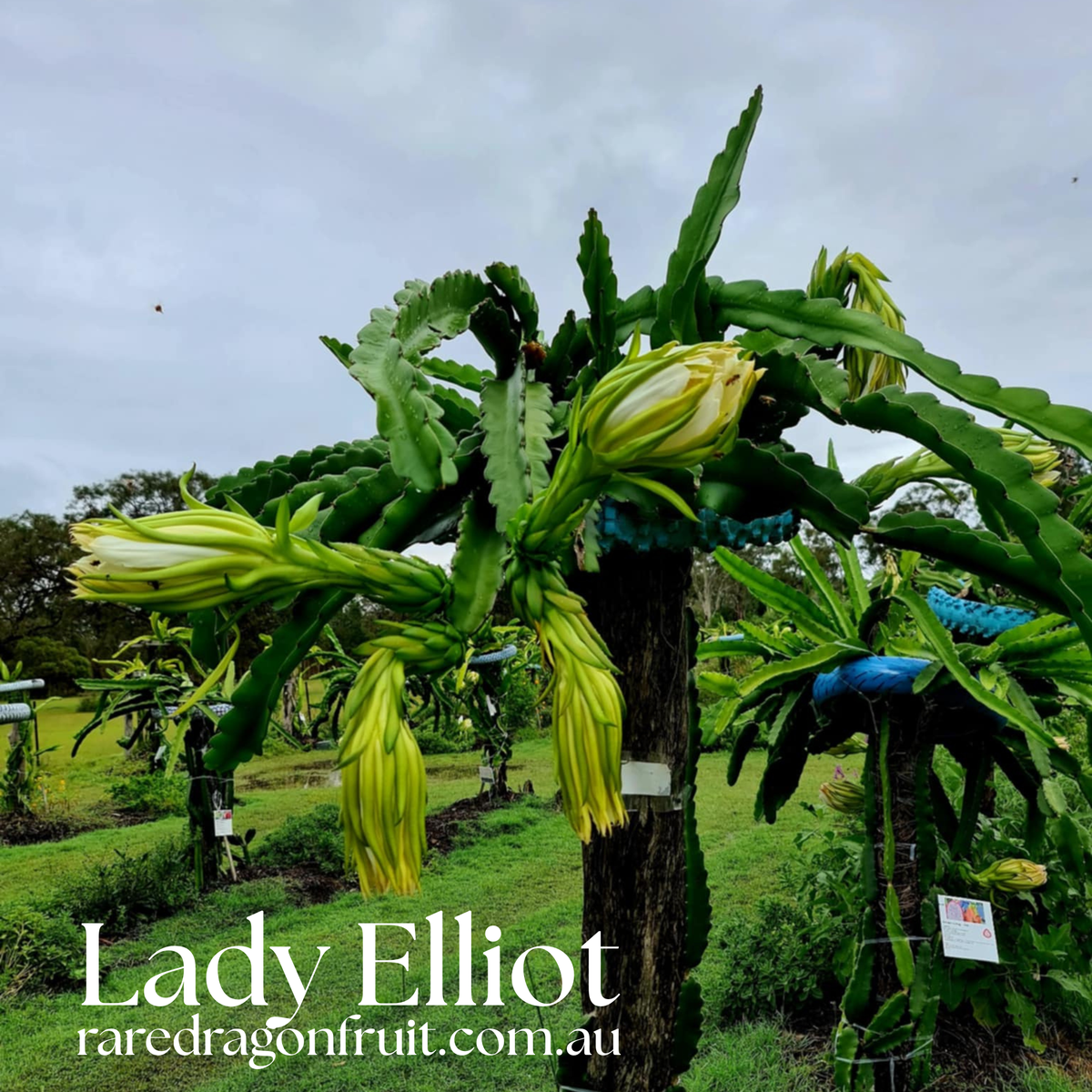 Lady Elliot Dragon Fruit