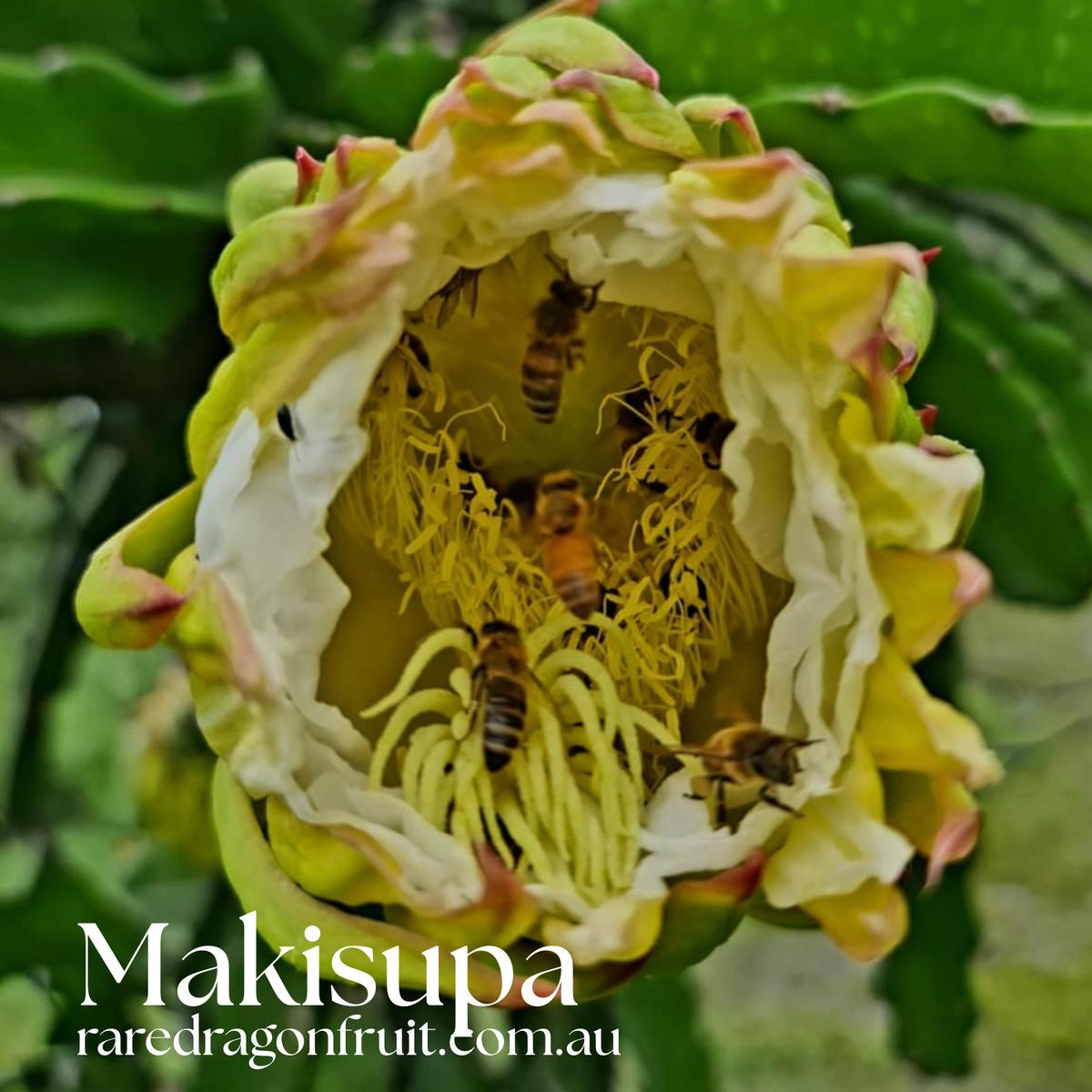Makisupa dragon fruit hybrid