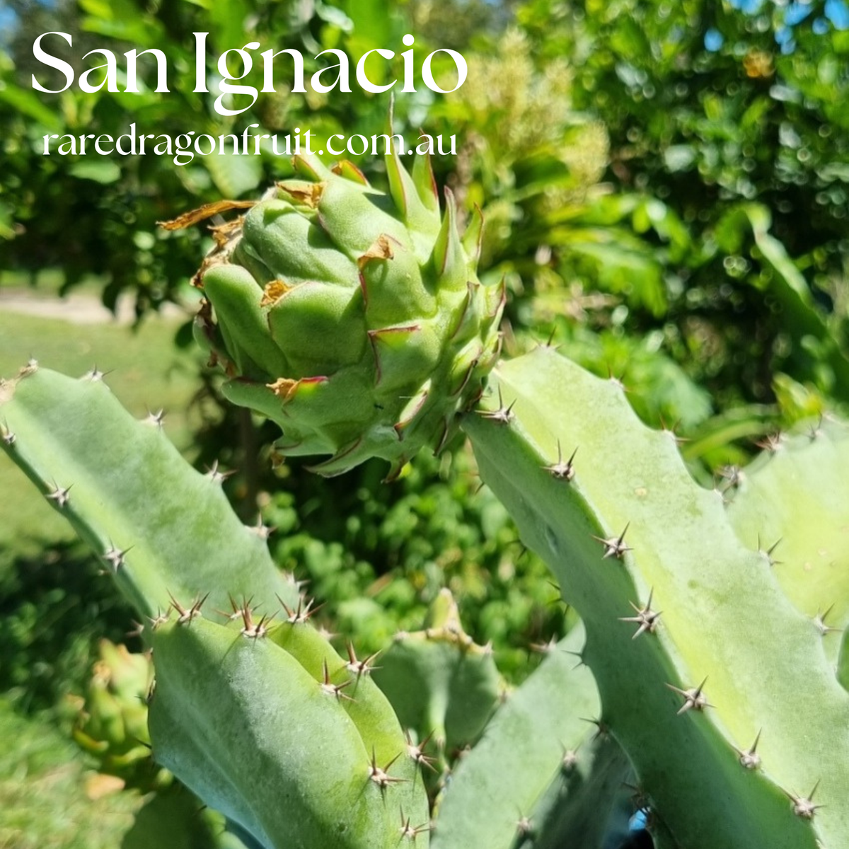 San Ignacio dragon fruit