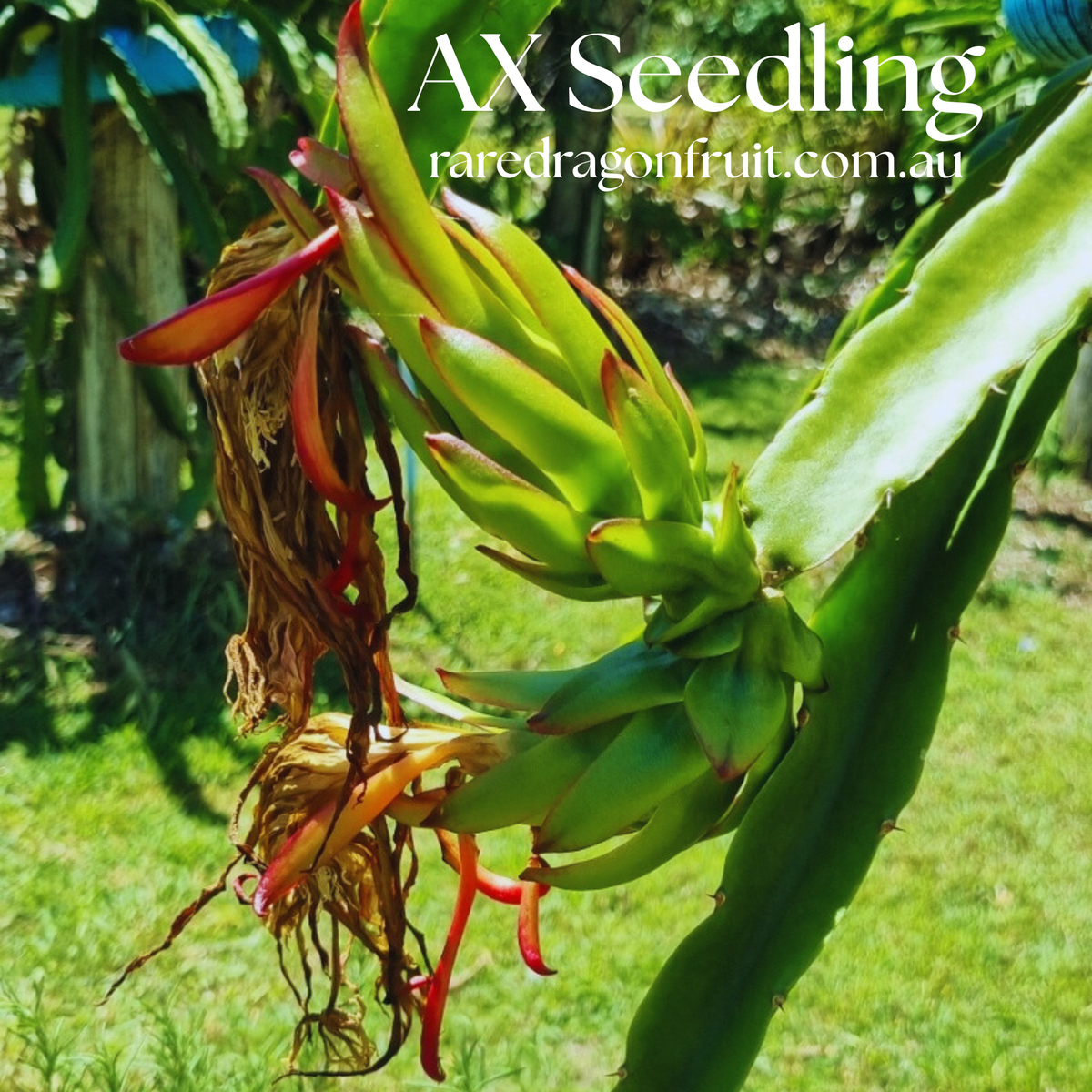 AX Seedling Dragon Fruit Plant