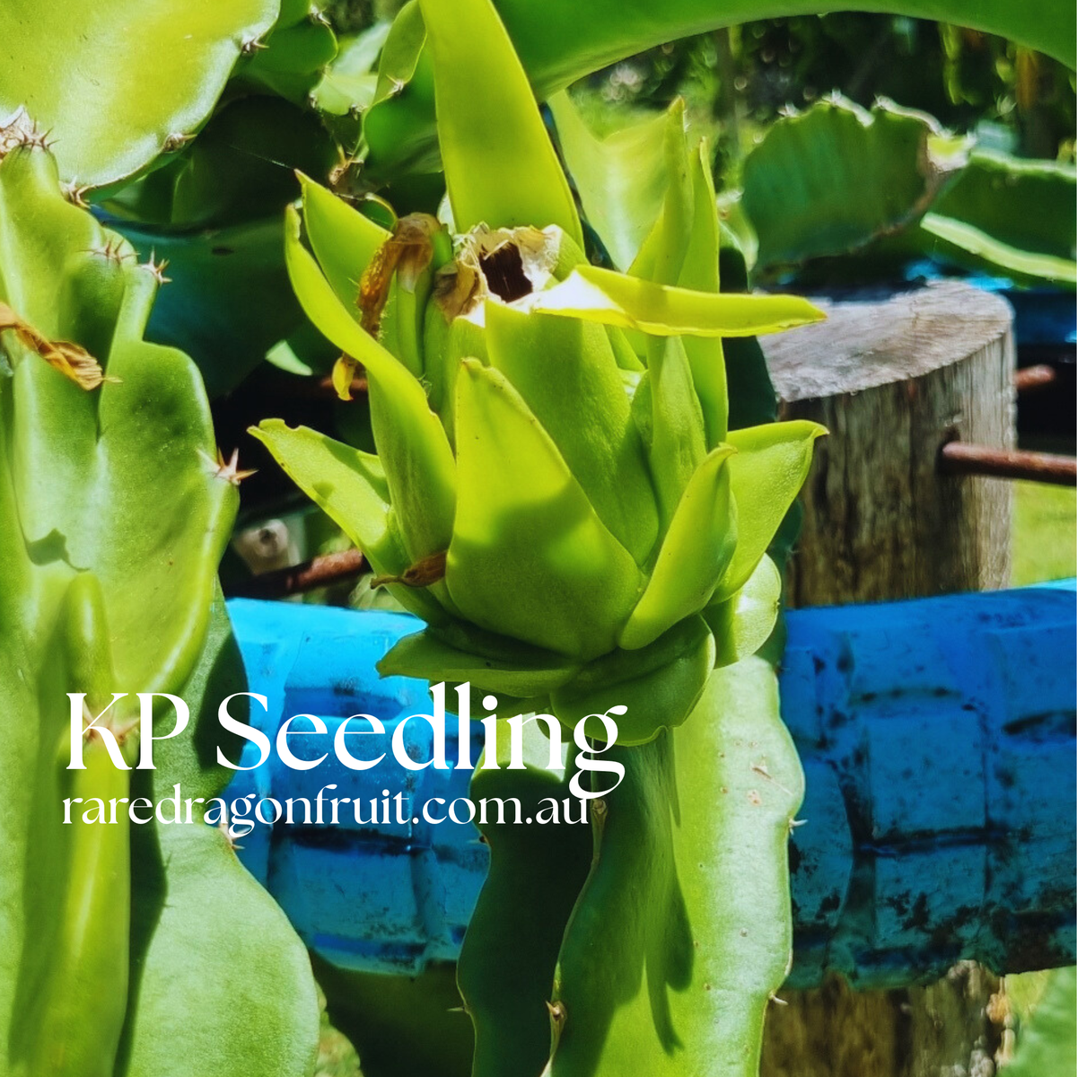 K.P Seedling Dragon Fruit